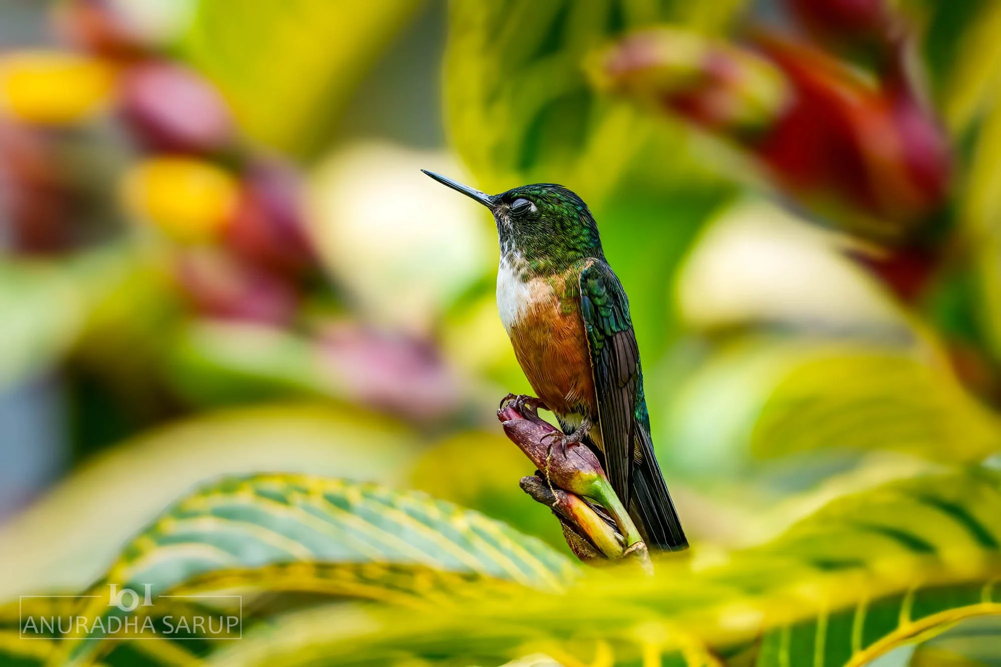 Violet-tailed sylph