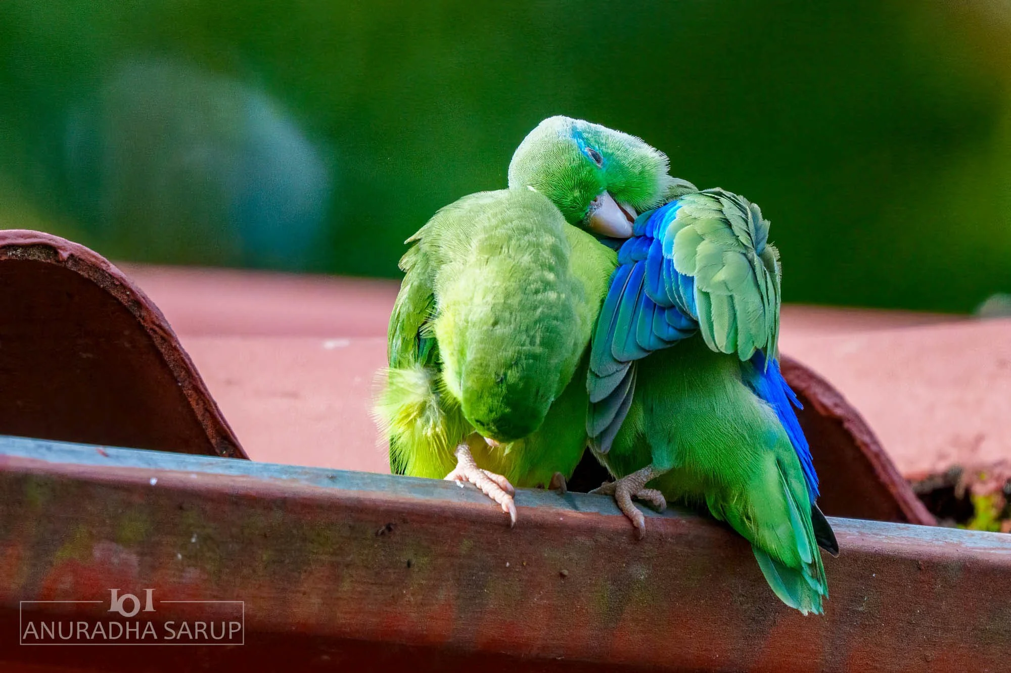 Spectacled Parrotlet