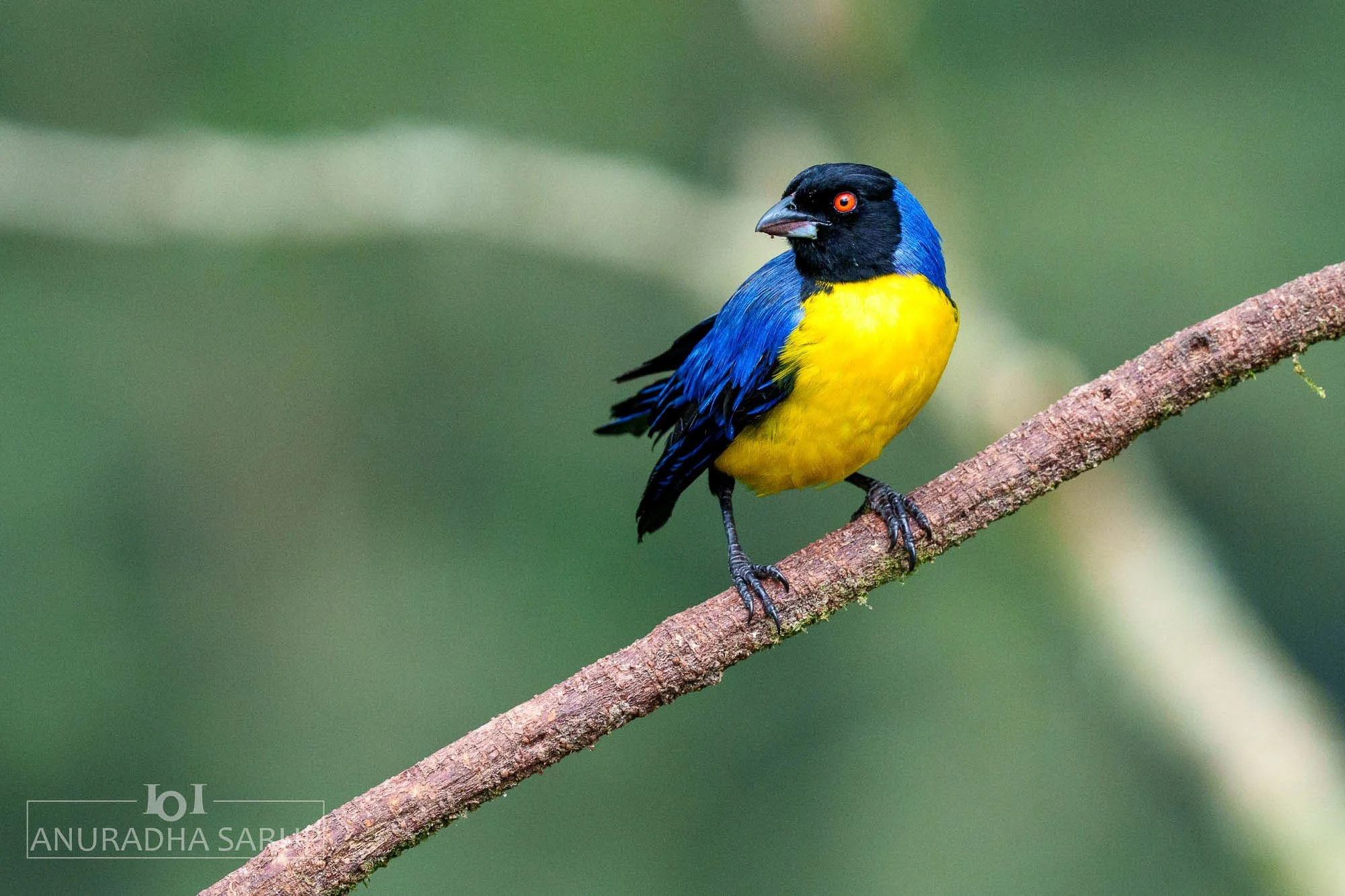 Hooded mountain Tanager