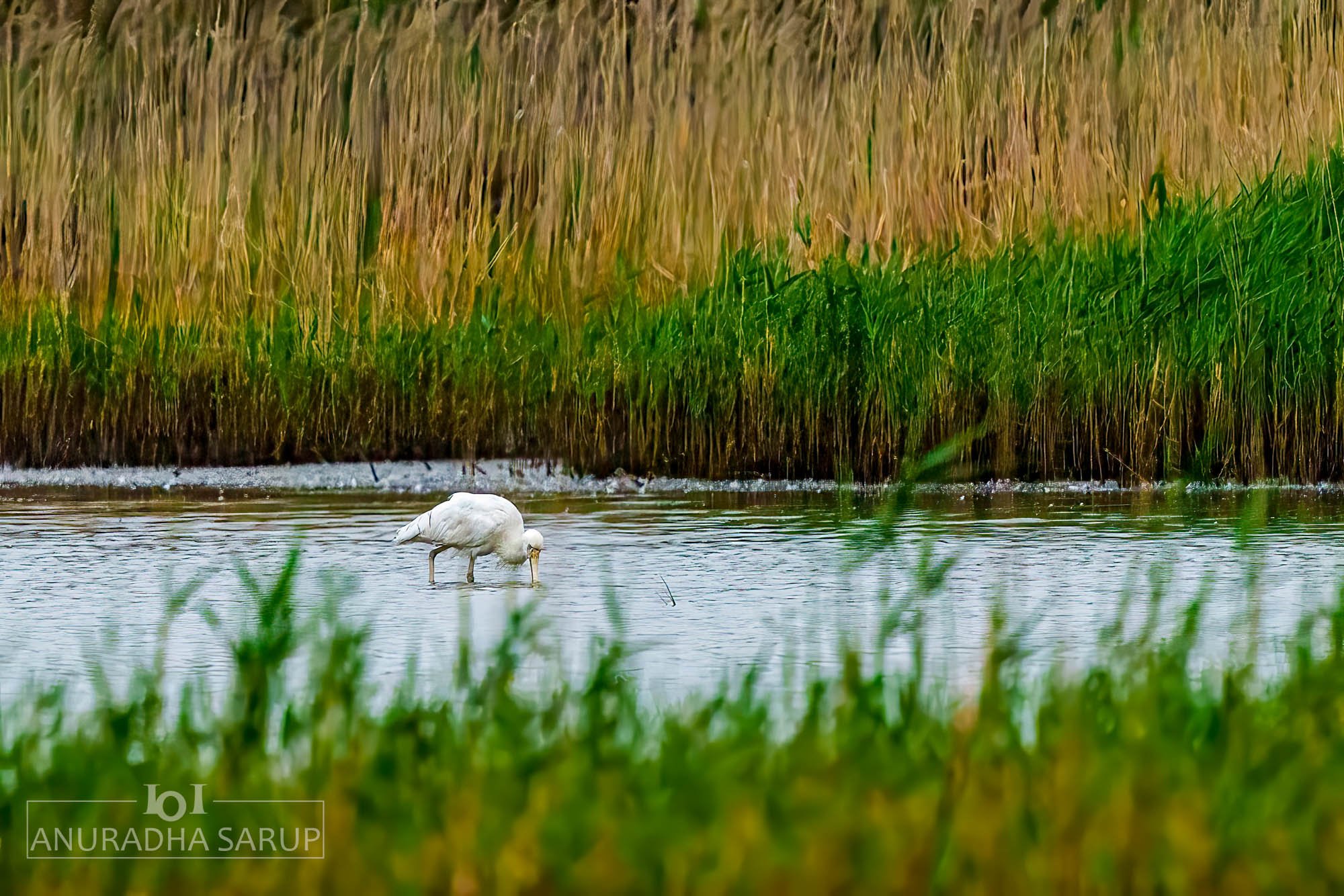 Yellow-billed Spoonbill