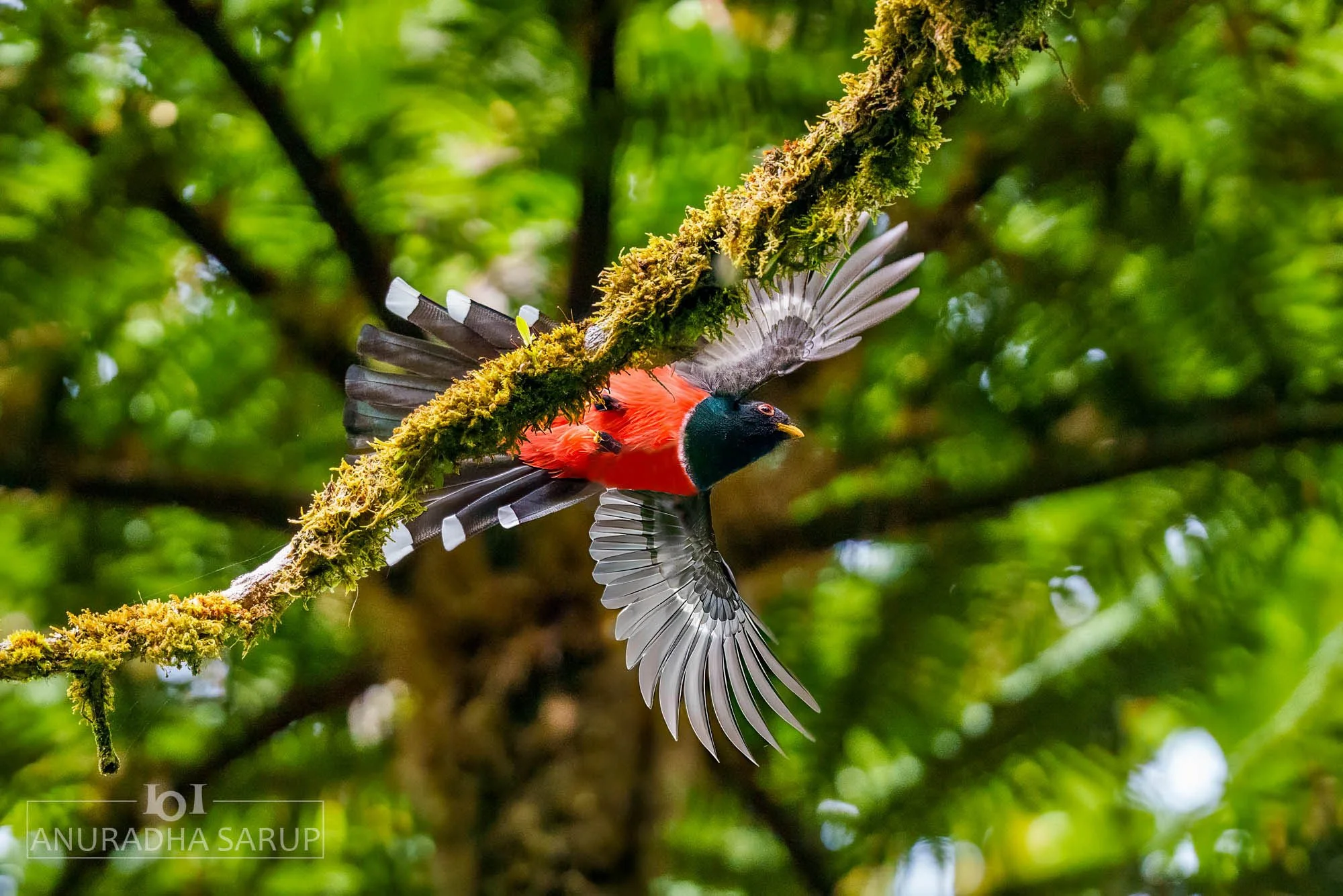 Masked Trogon
