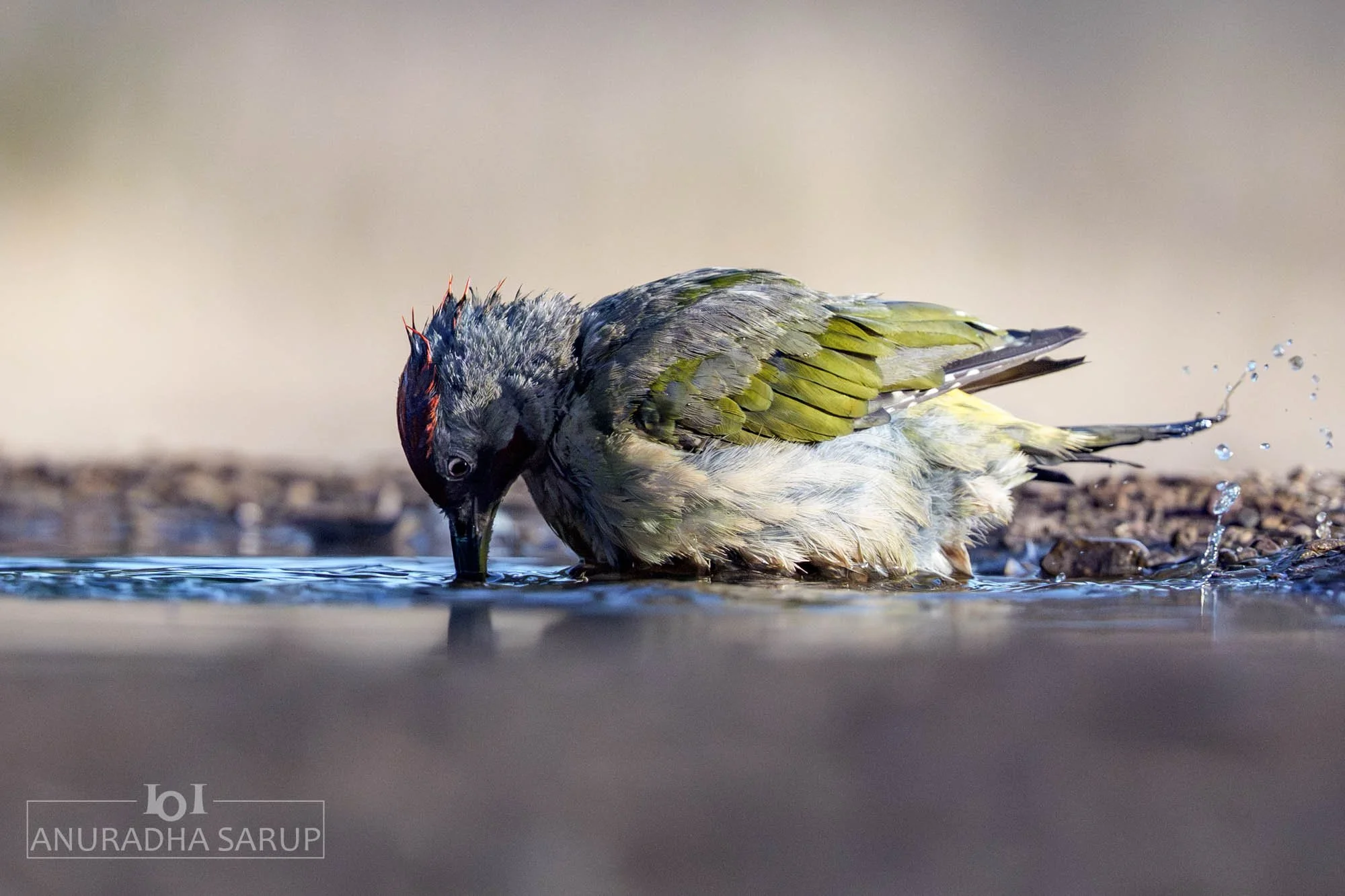 Iberian Green Woodpecker