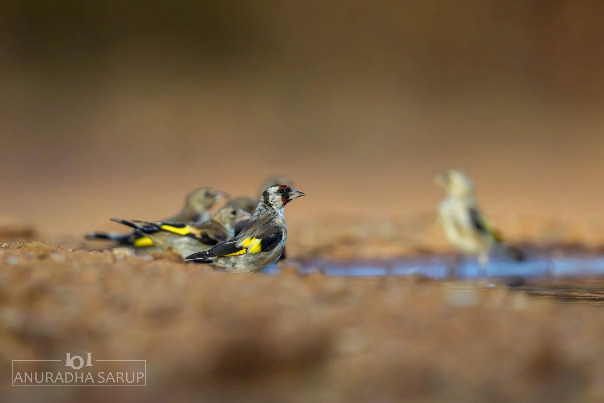 European goldfinch