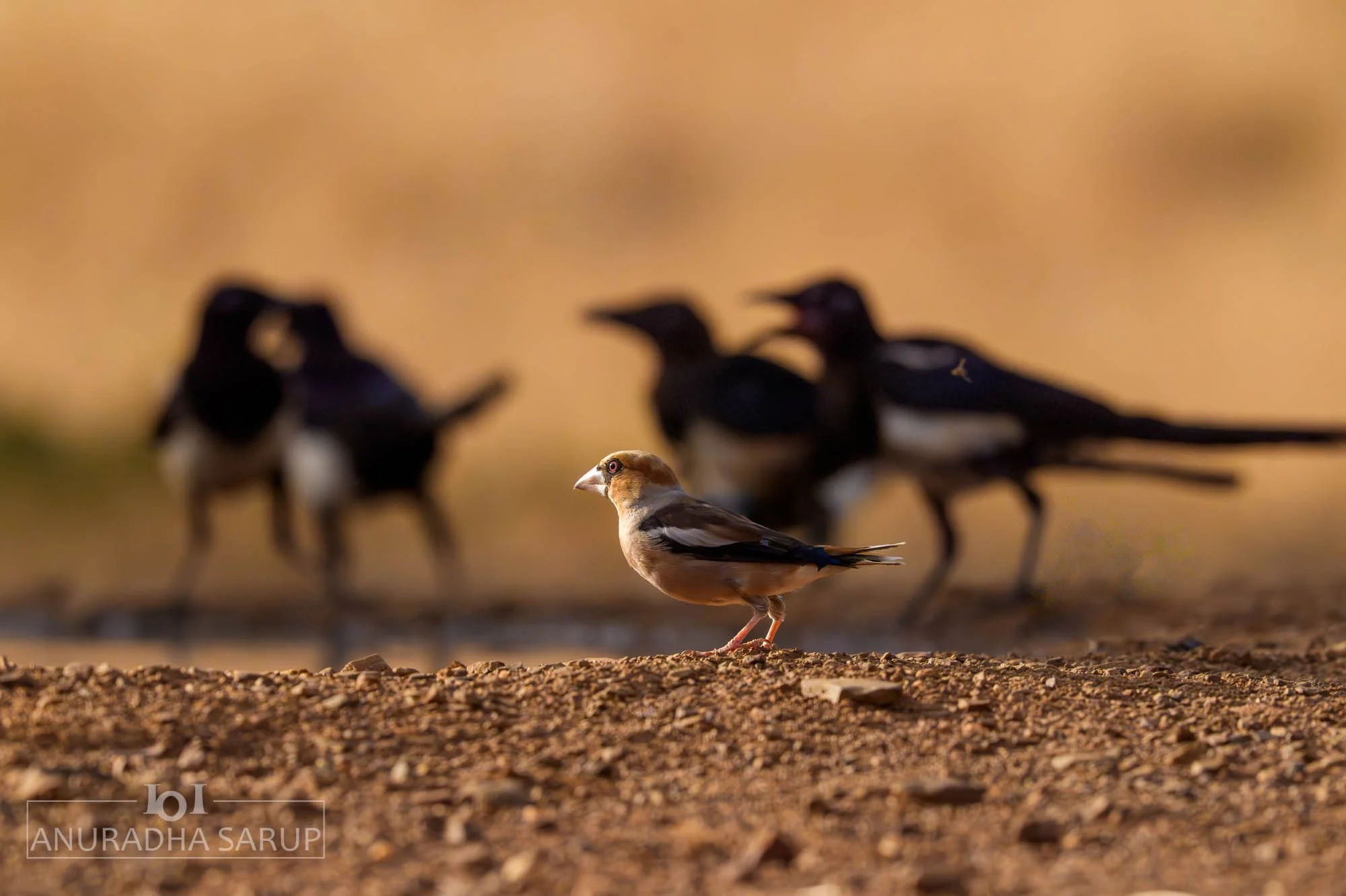 Hawfinch