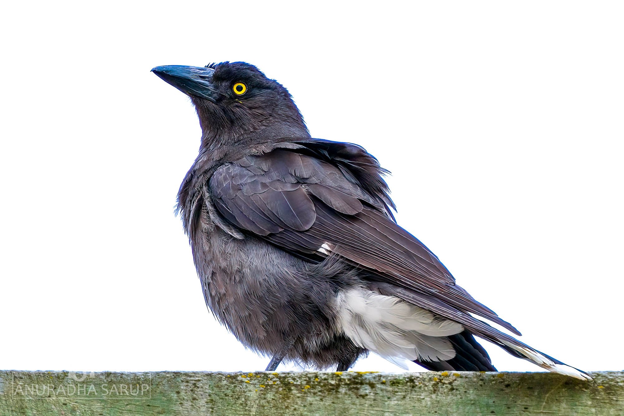 Pied currawong