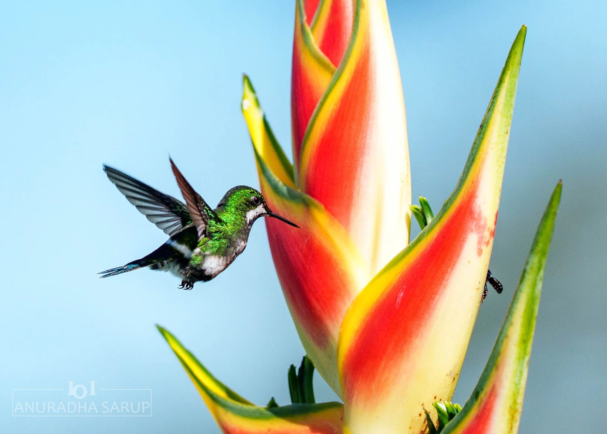Green thorntail