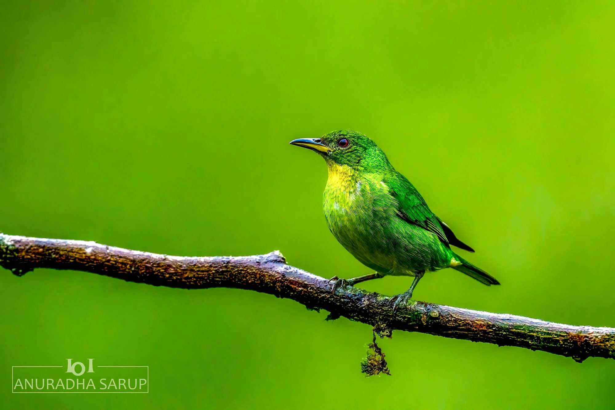 Green Honeycreeper