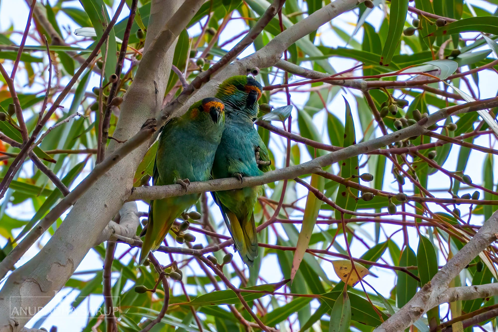 Purple-crowned lorikeet