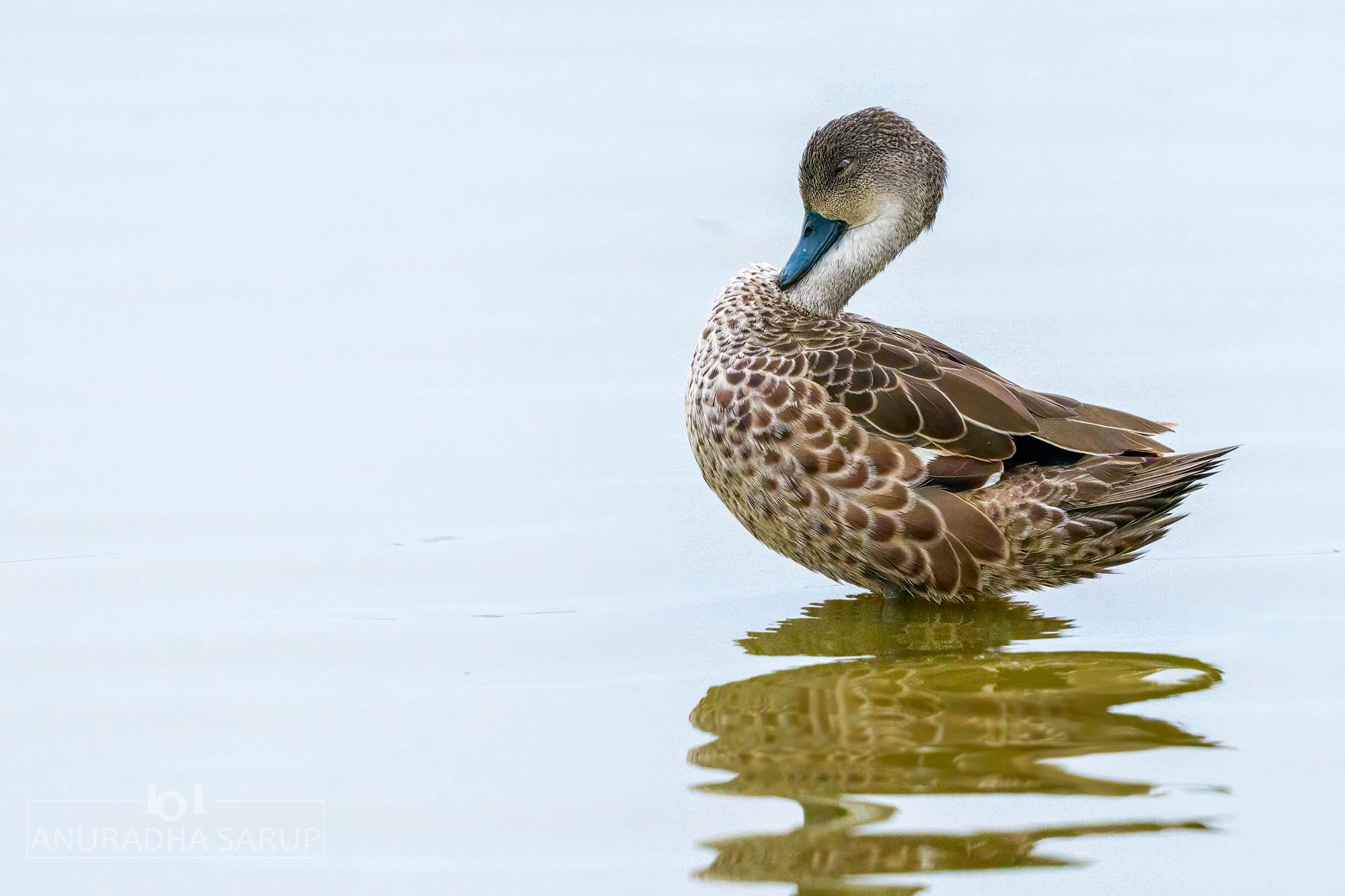 Chestnut Teal