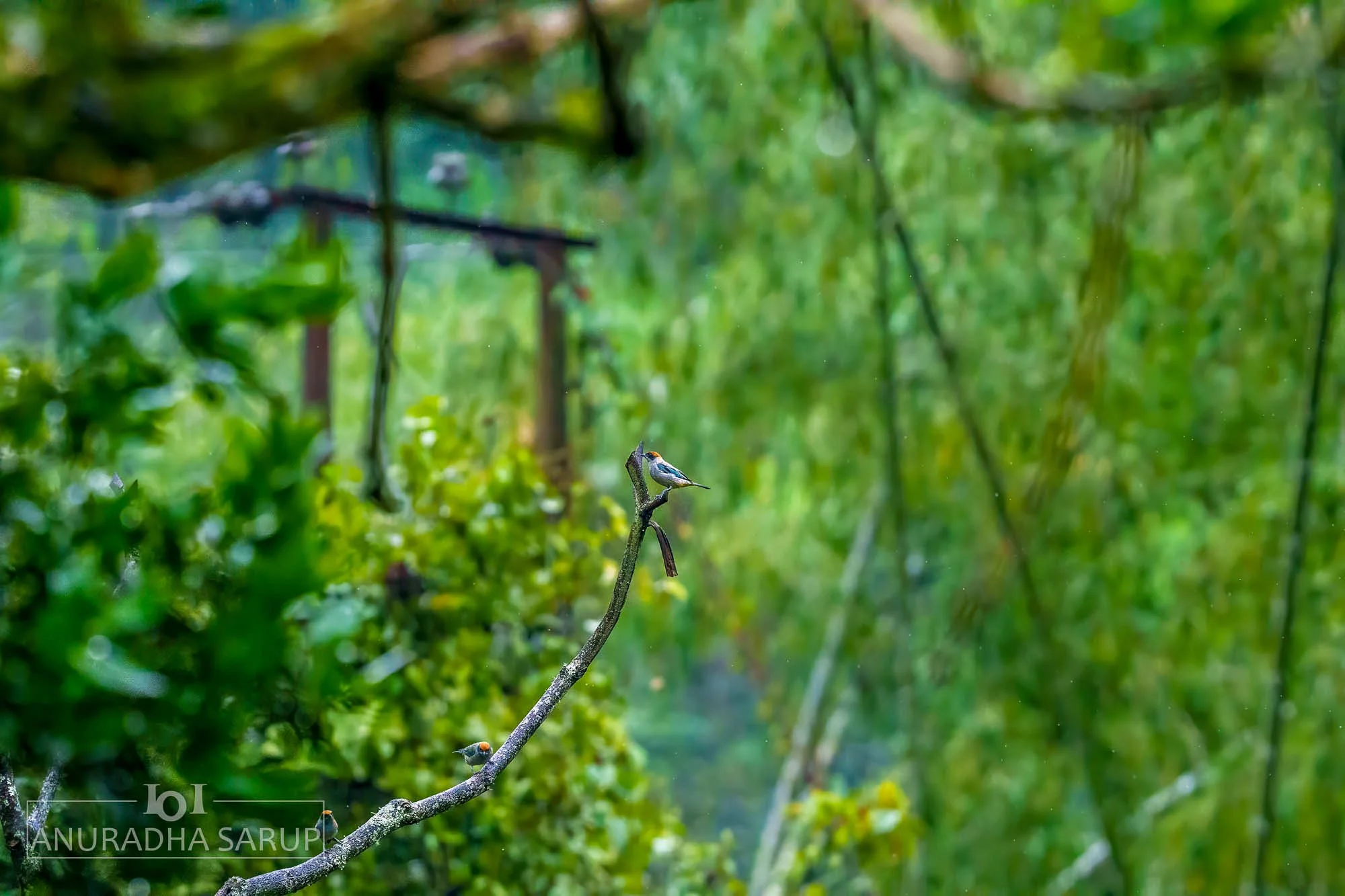 Scrub Tanager