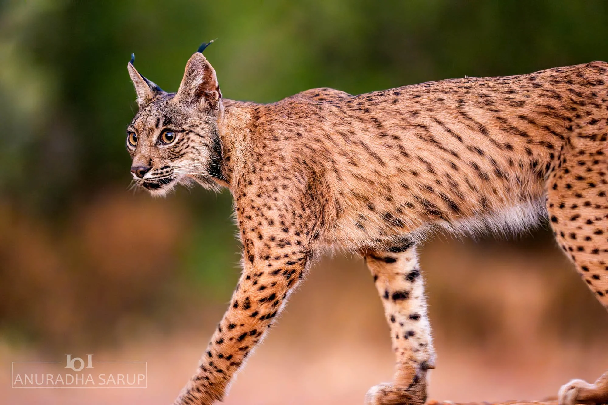 Iberian Lynx, Spain