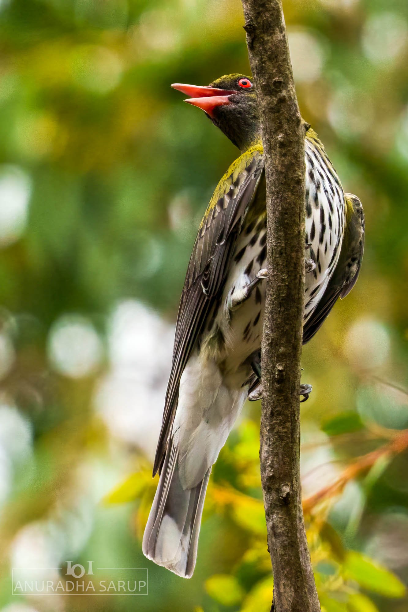 Olive-backed oriole