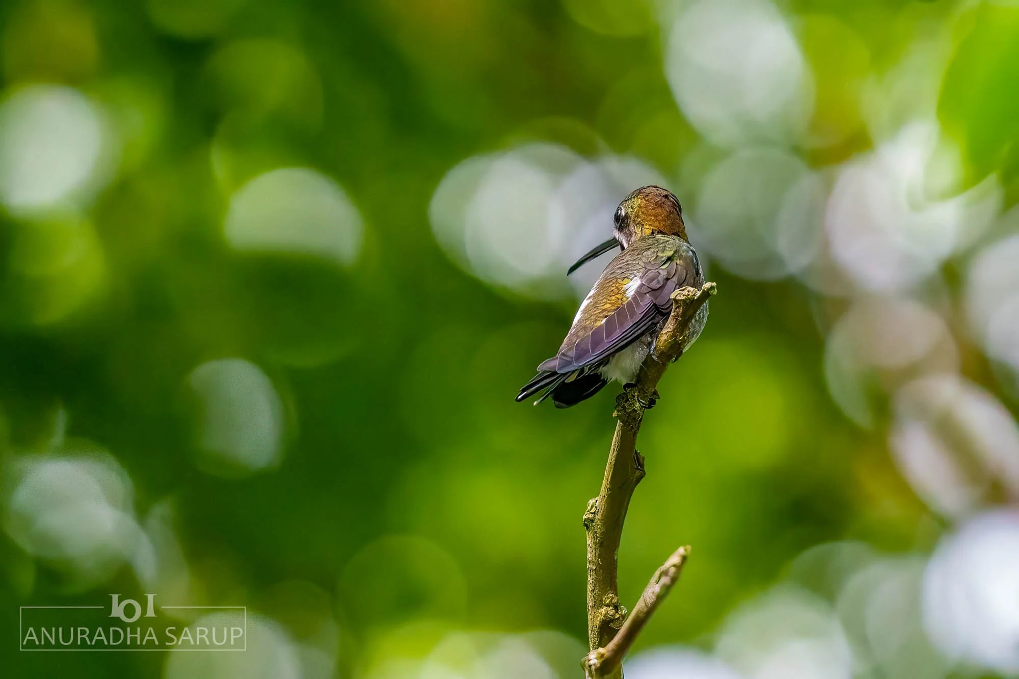 Long-billed starthroat