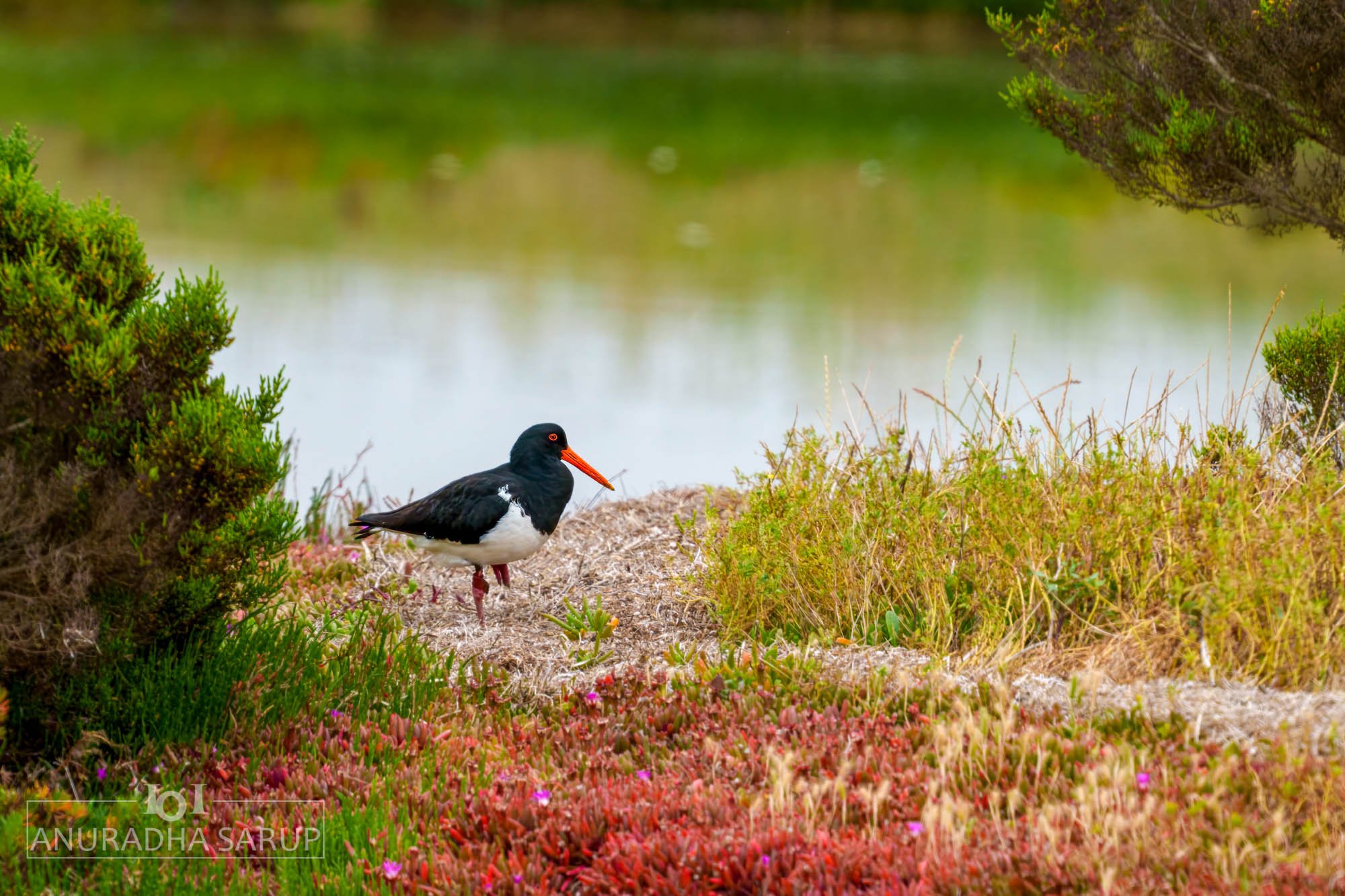 Pied Oystercatcher