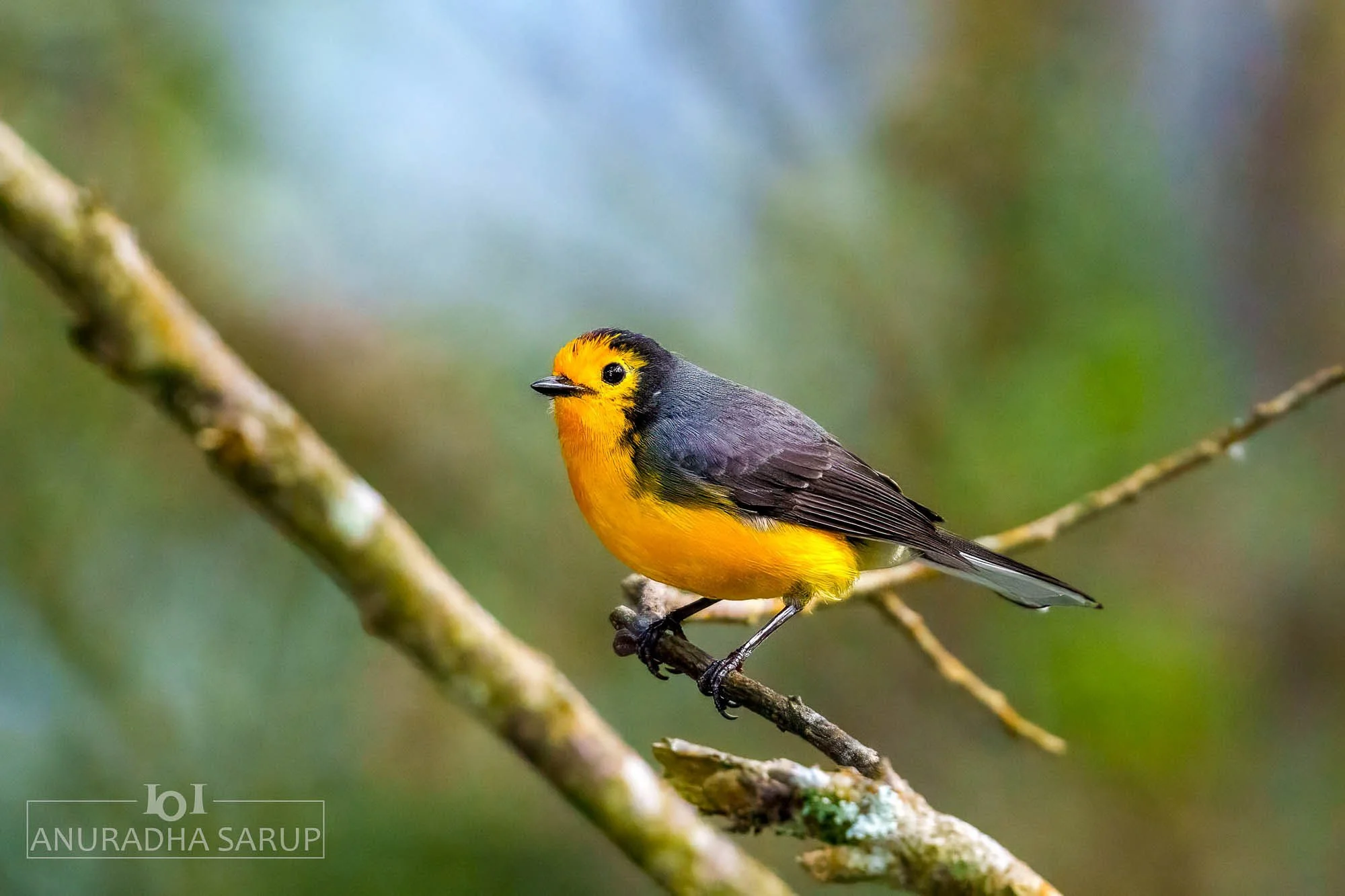 Golden-fronted Redstart