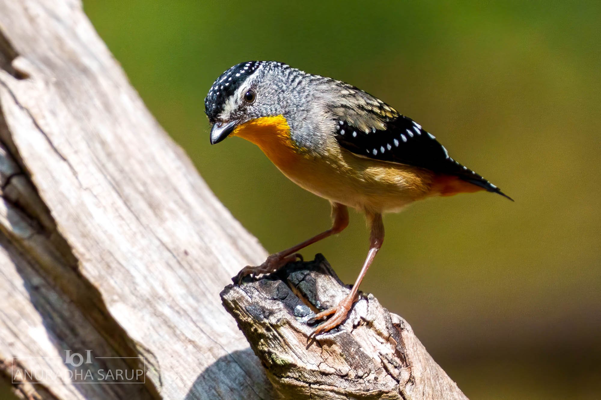 Spotted pardalote