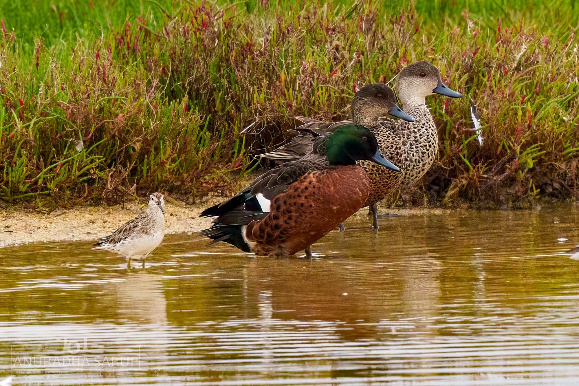 Chestnut Teal