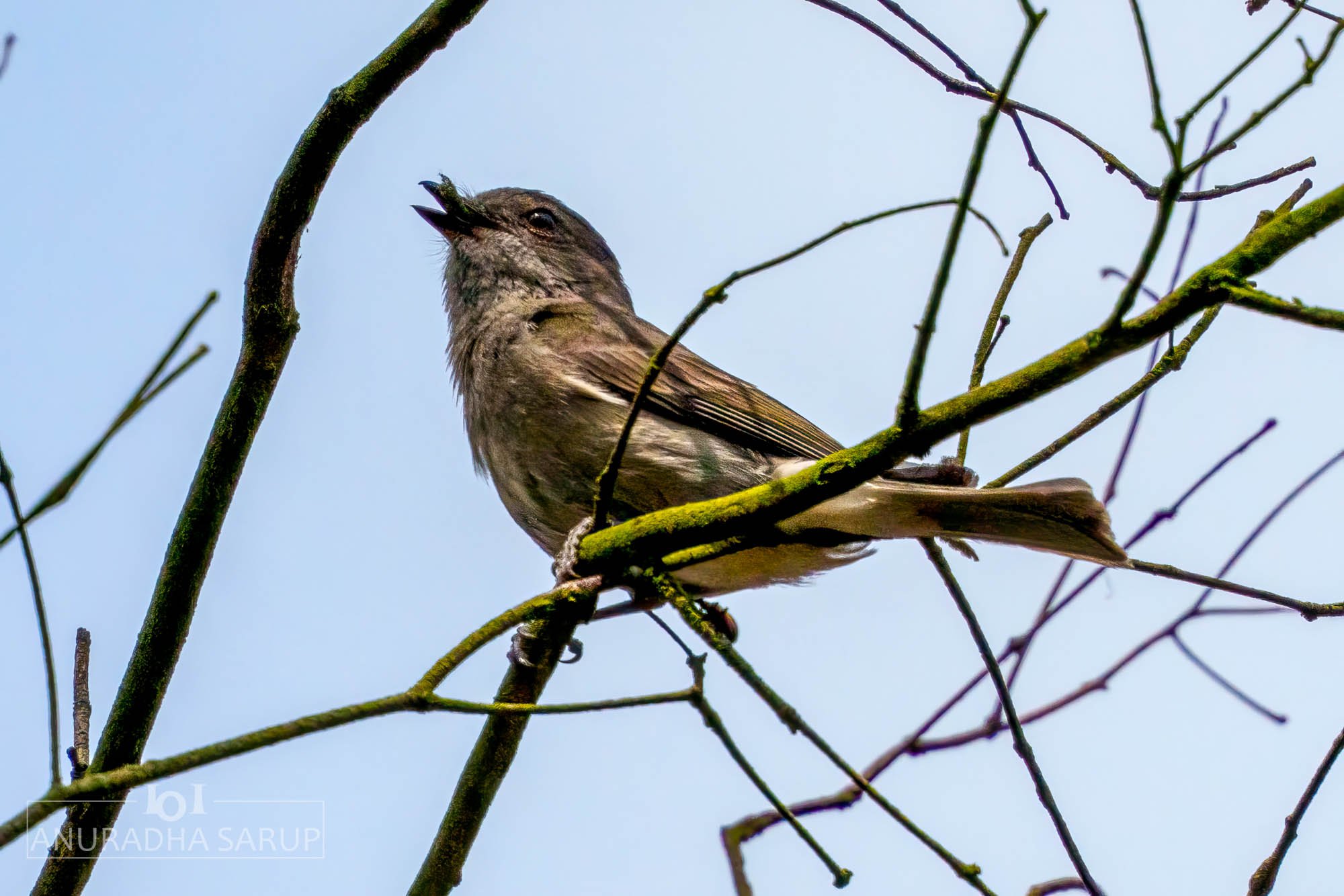Australian golden whistler (female)