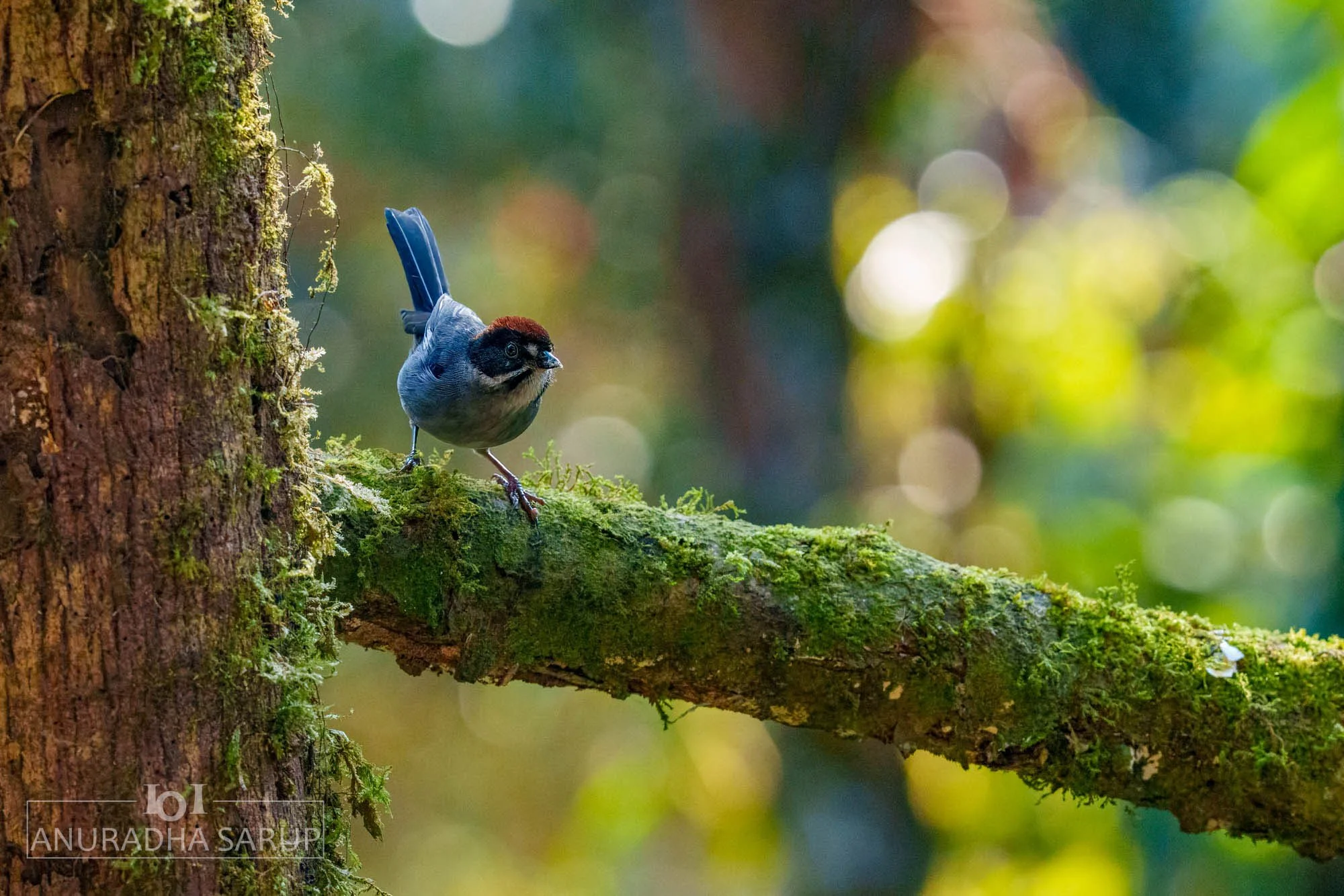 Northern Slaty Brushfinch