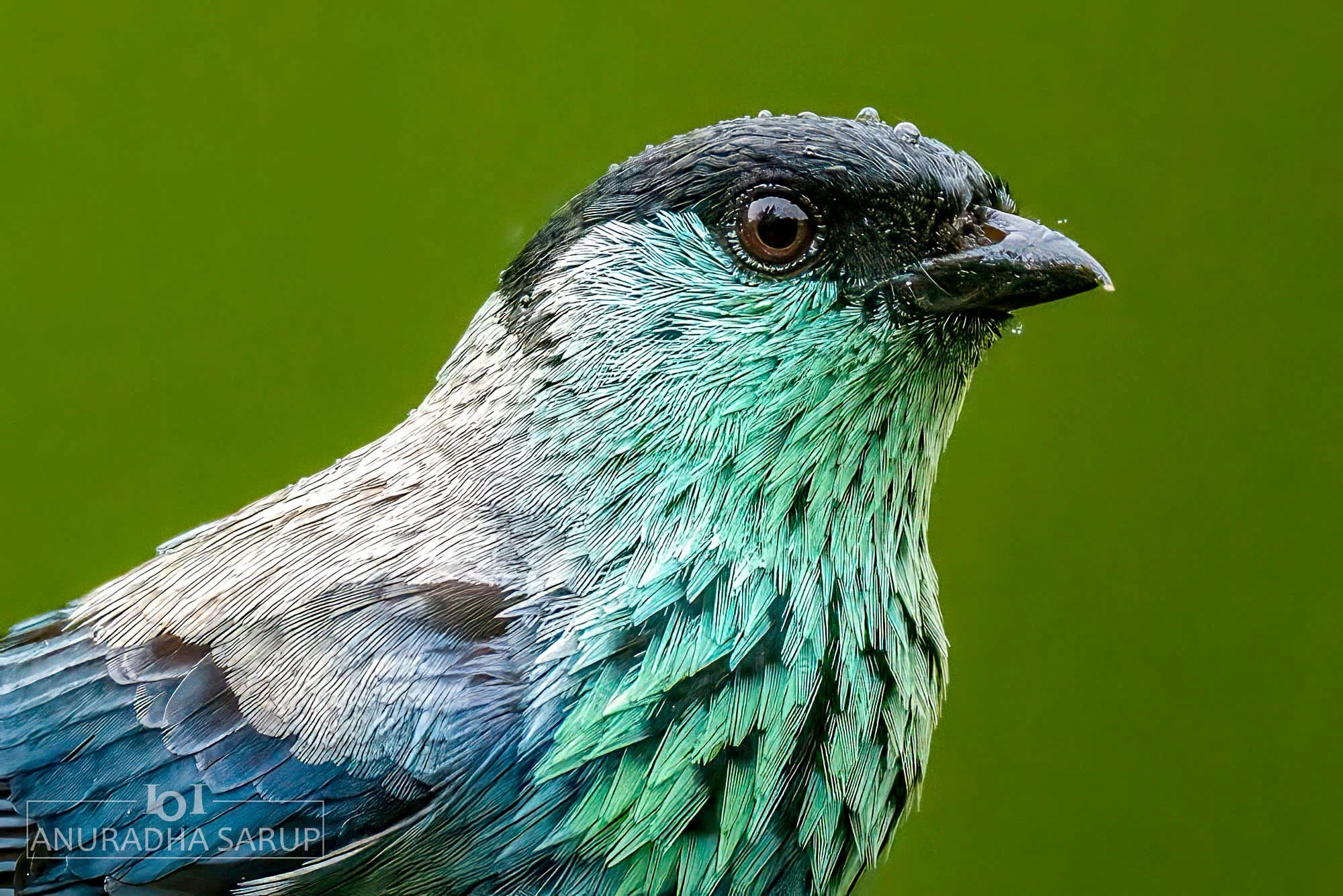 Black-capped Tanager