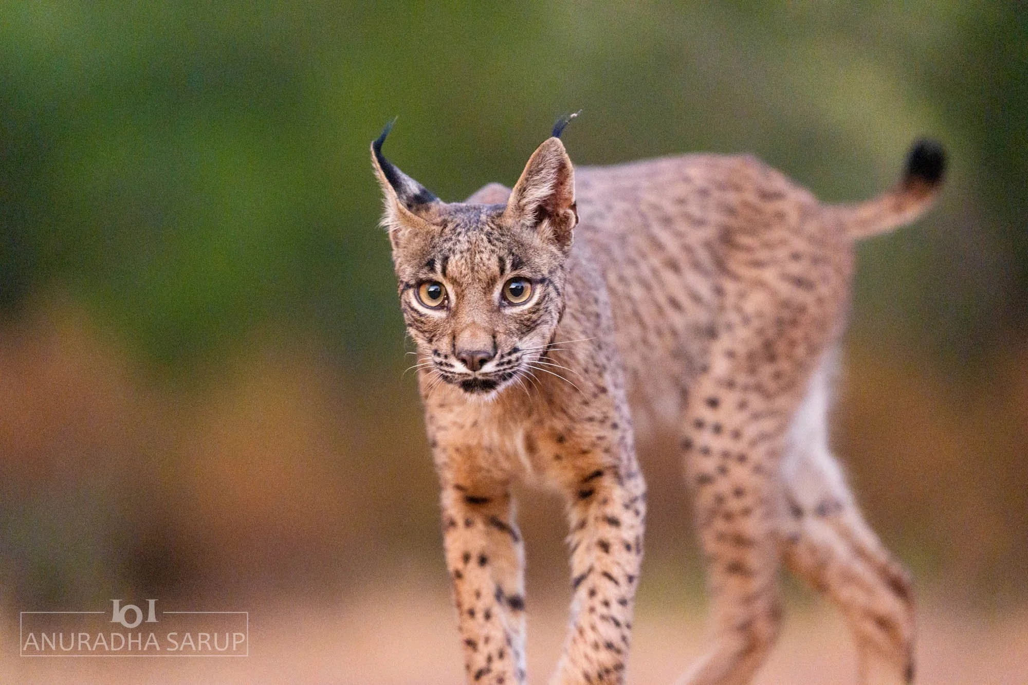 Iberian Lynx, Spain