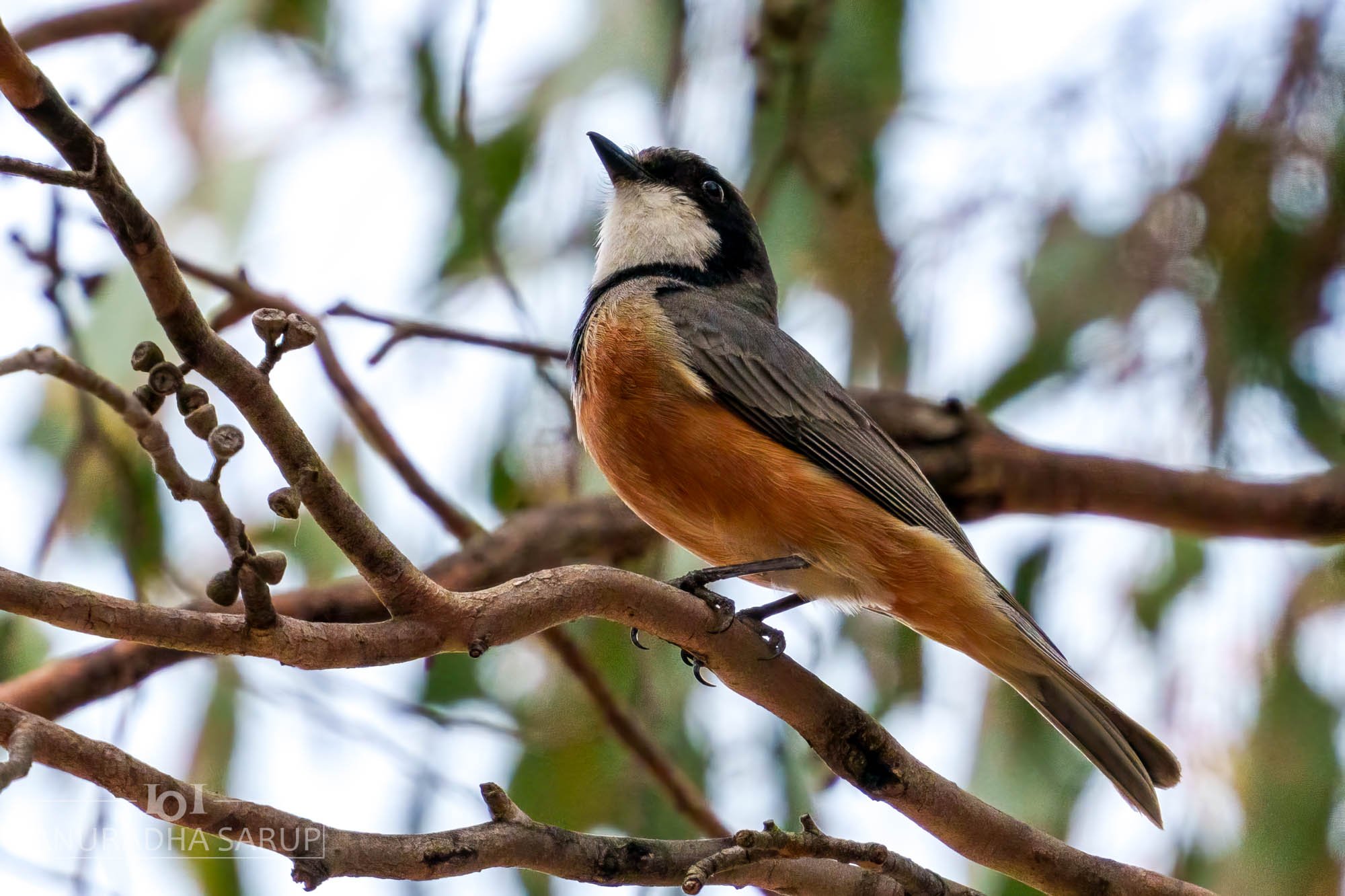Rufous whistler (male)
