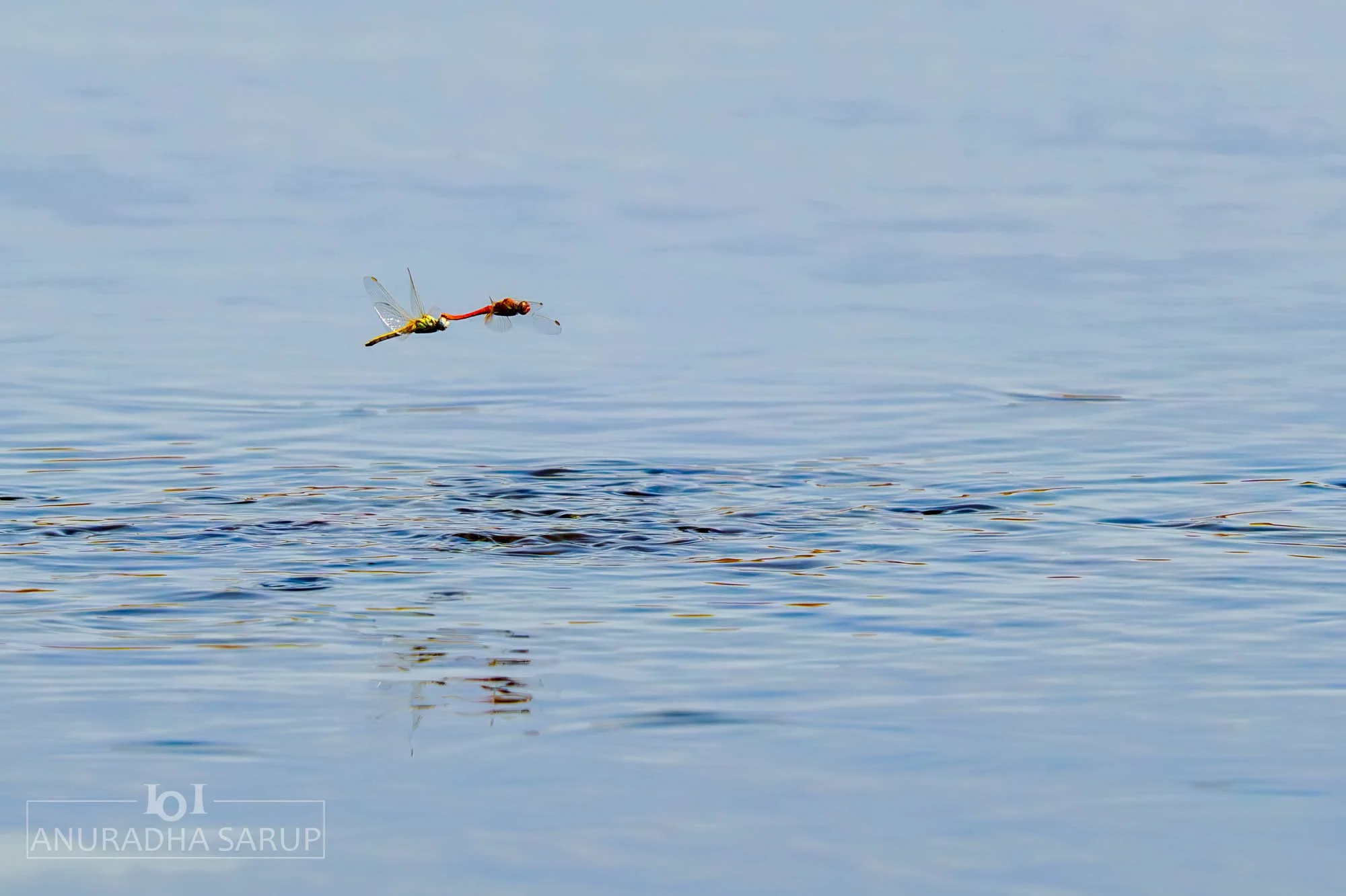 Orange-Winged Dropwing