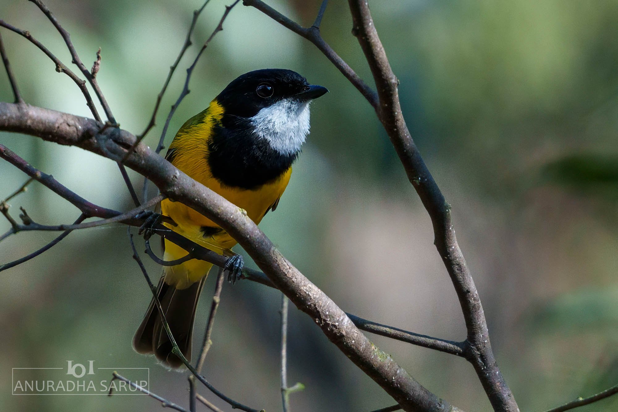 Australian golden whistler