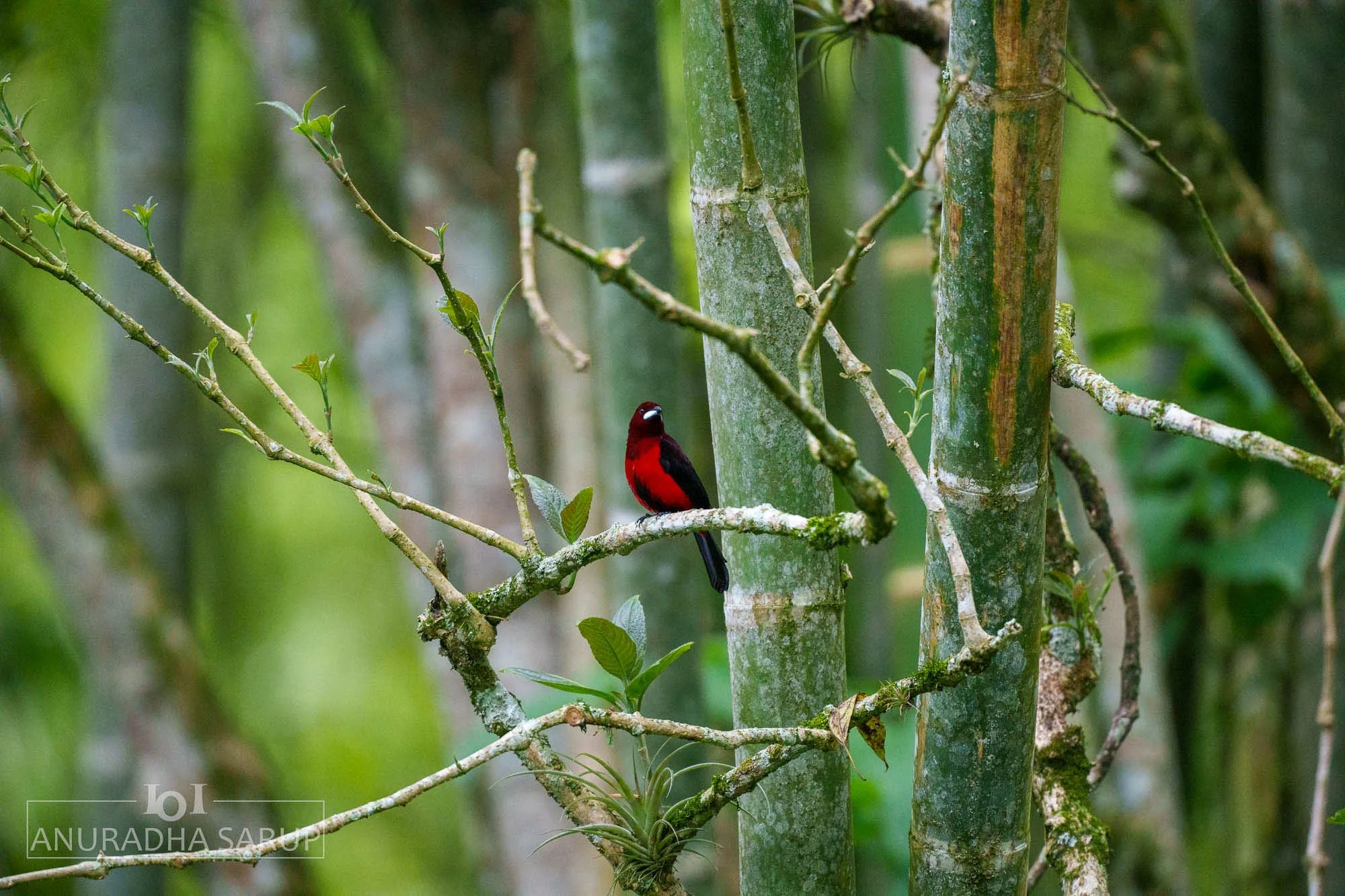 Crimson-backed Tanager