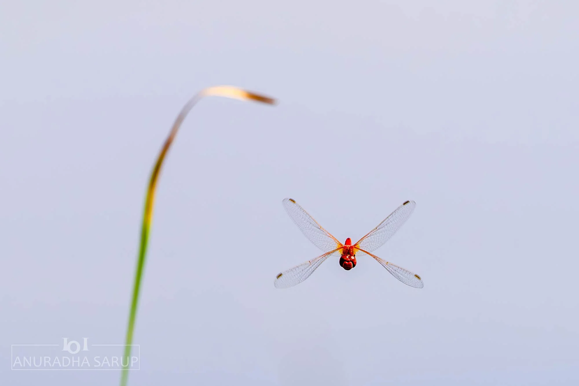 Orange-Winged Dropwing