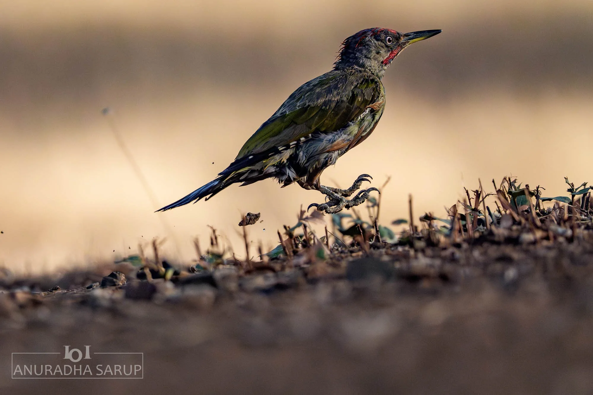 Iberian Green Woodpecker