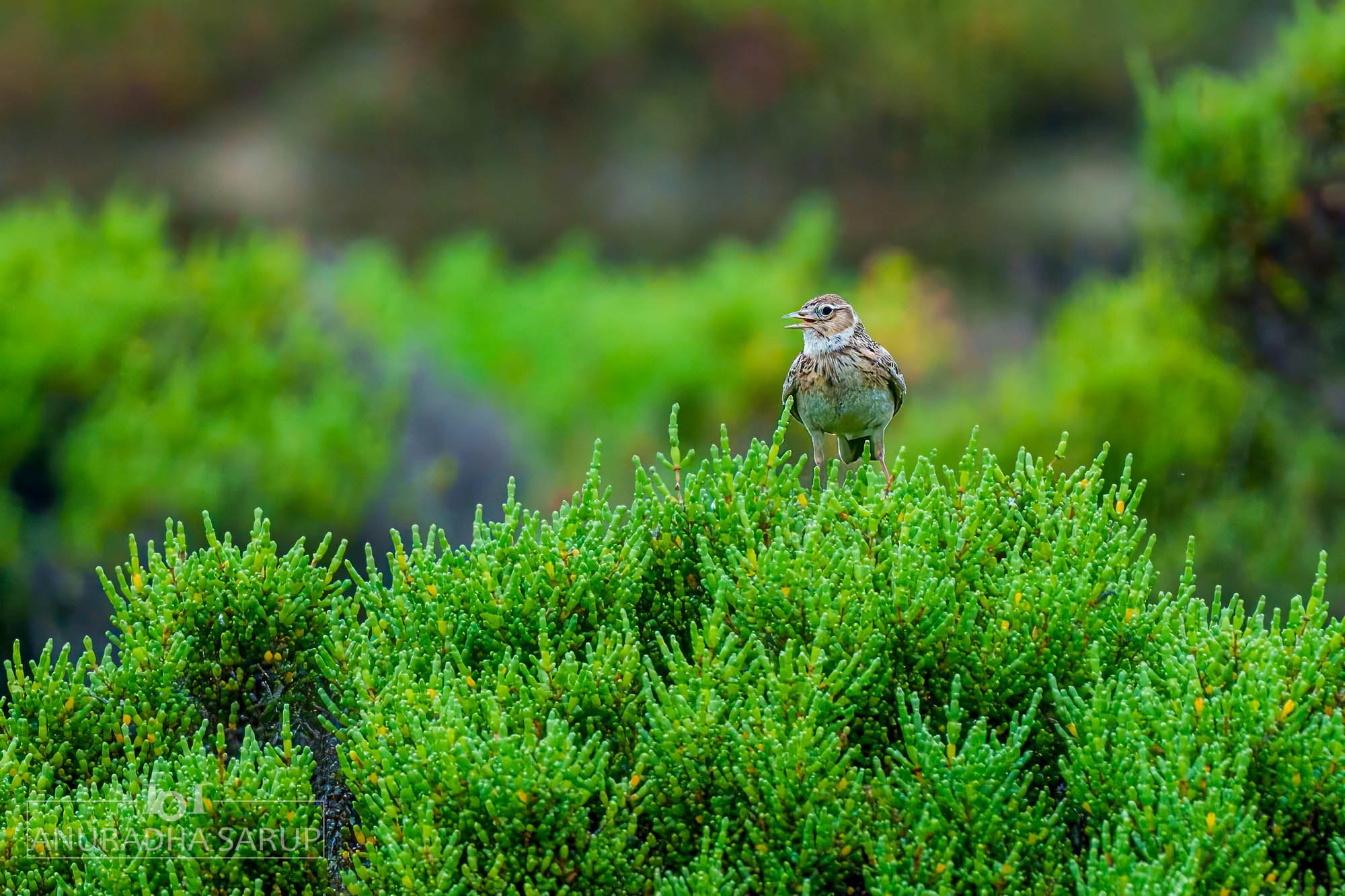 Eurasian skylark