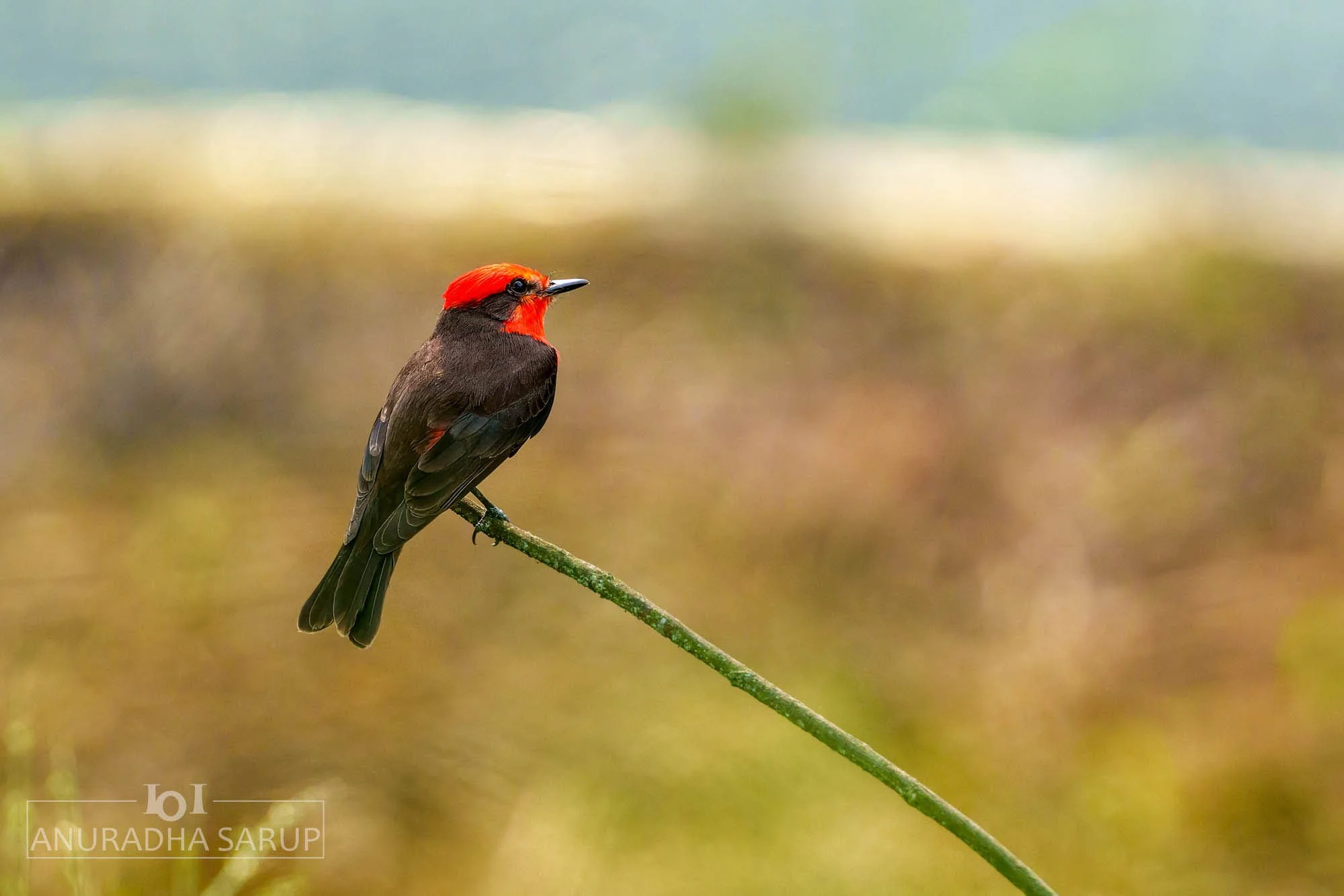 Vermilion Flycatcher