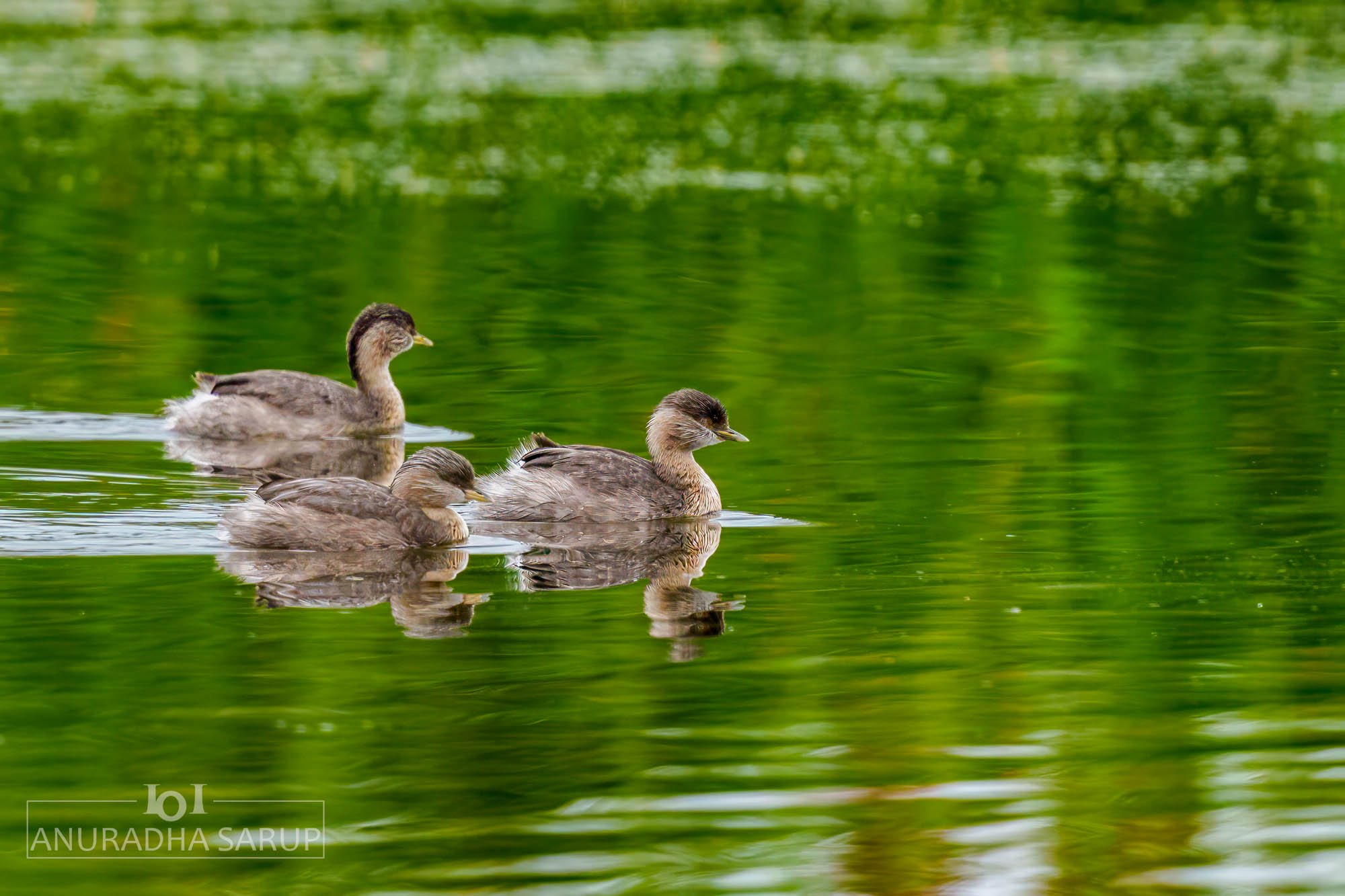 Hoary-headed Grebe