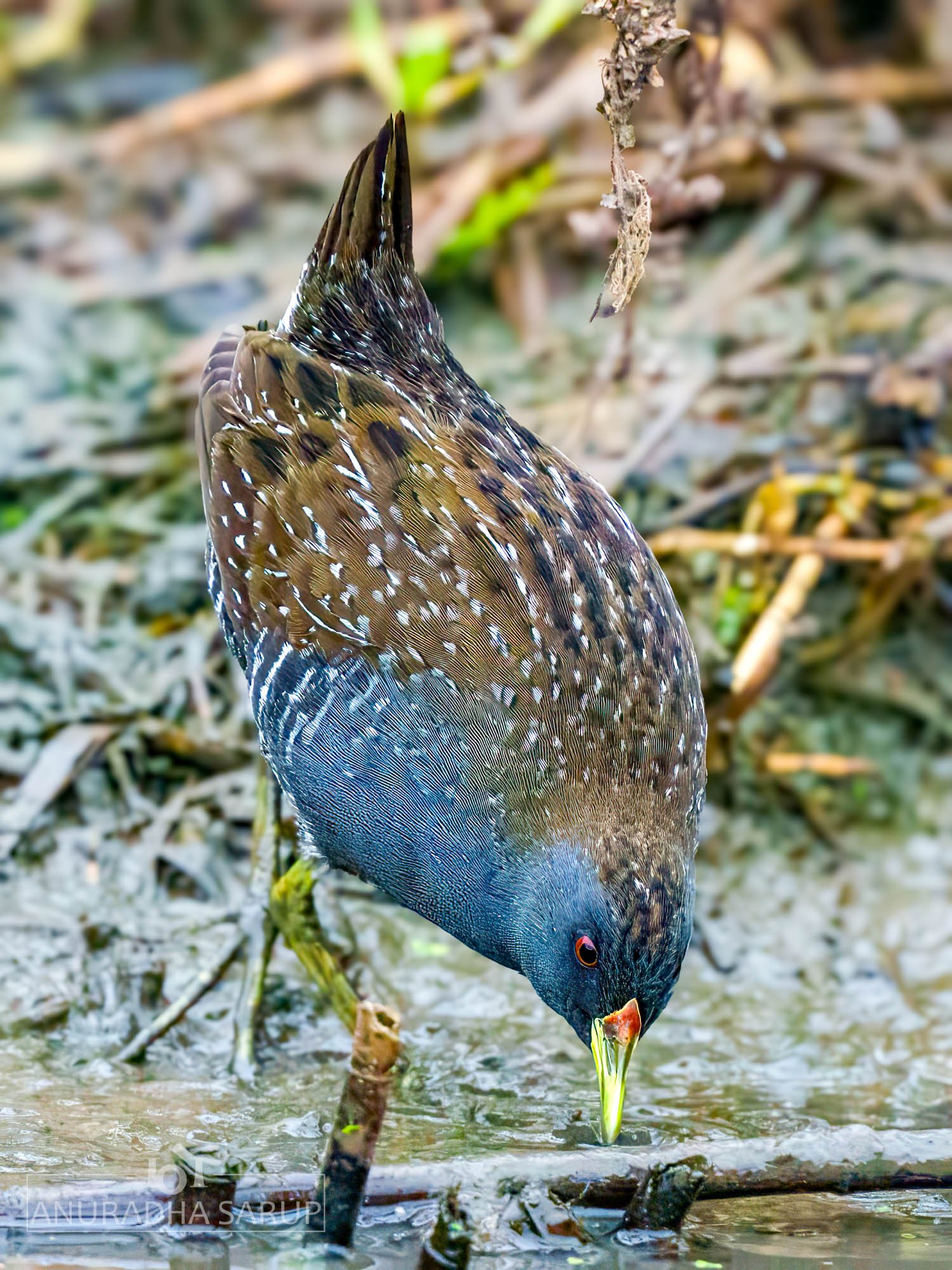 Australian crake