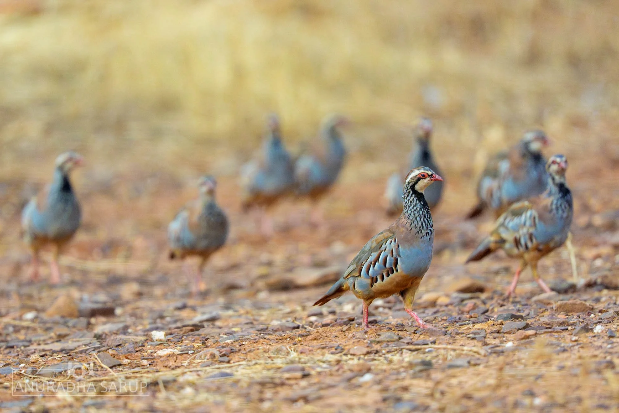 Red-legged Partridge