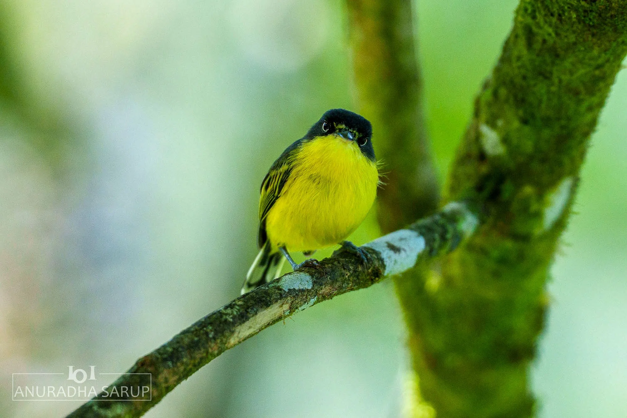 Common Tody-flycatcher