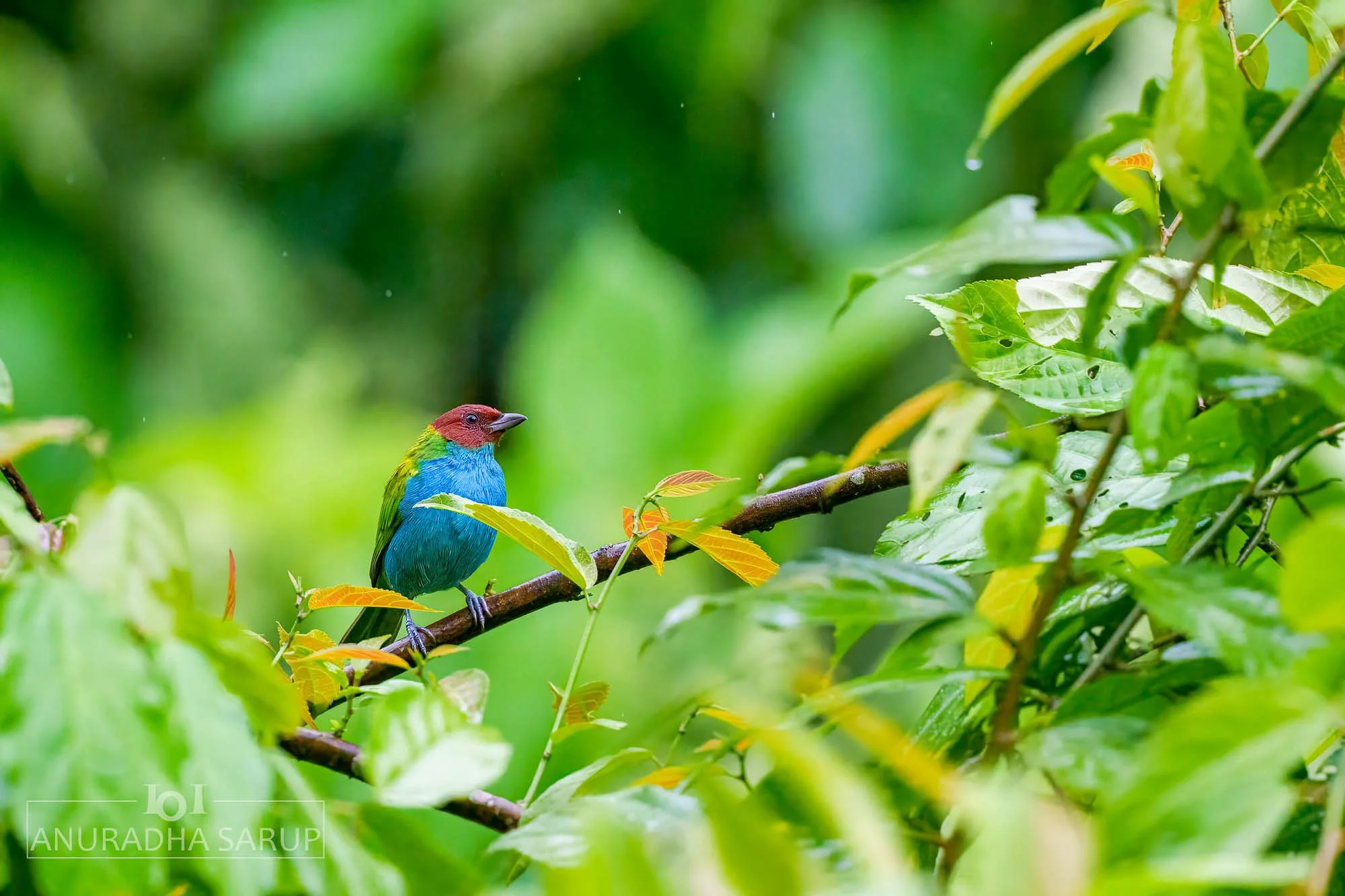Bay-headed Tanager