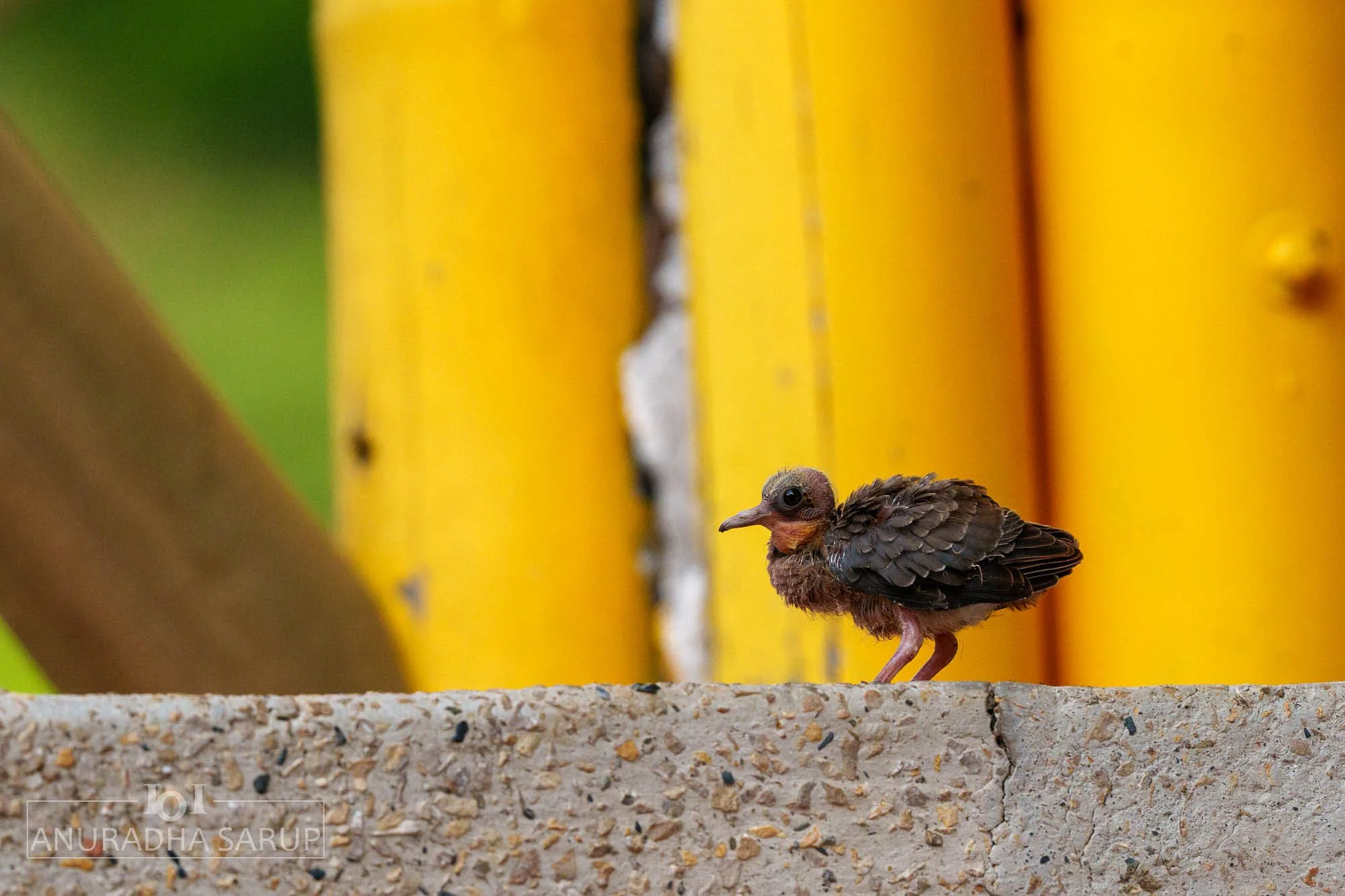 Ruddy Ground Dove