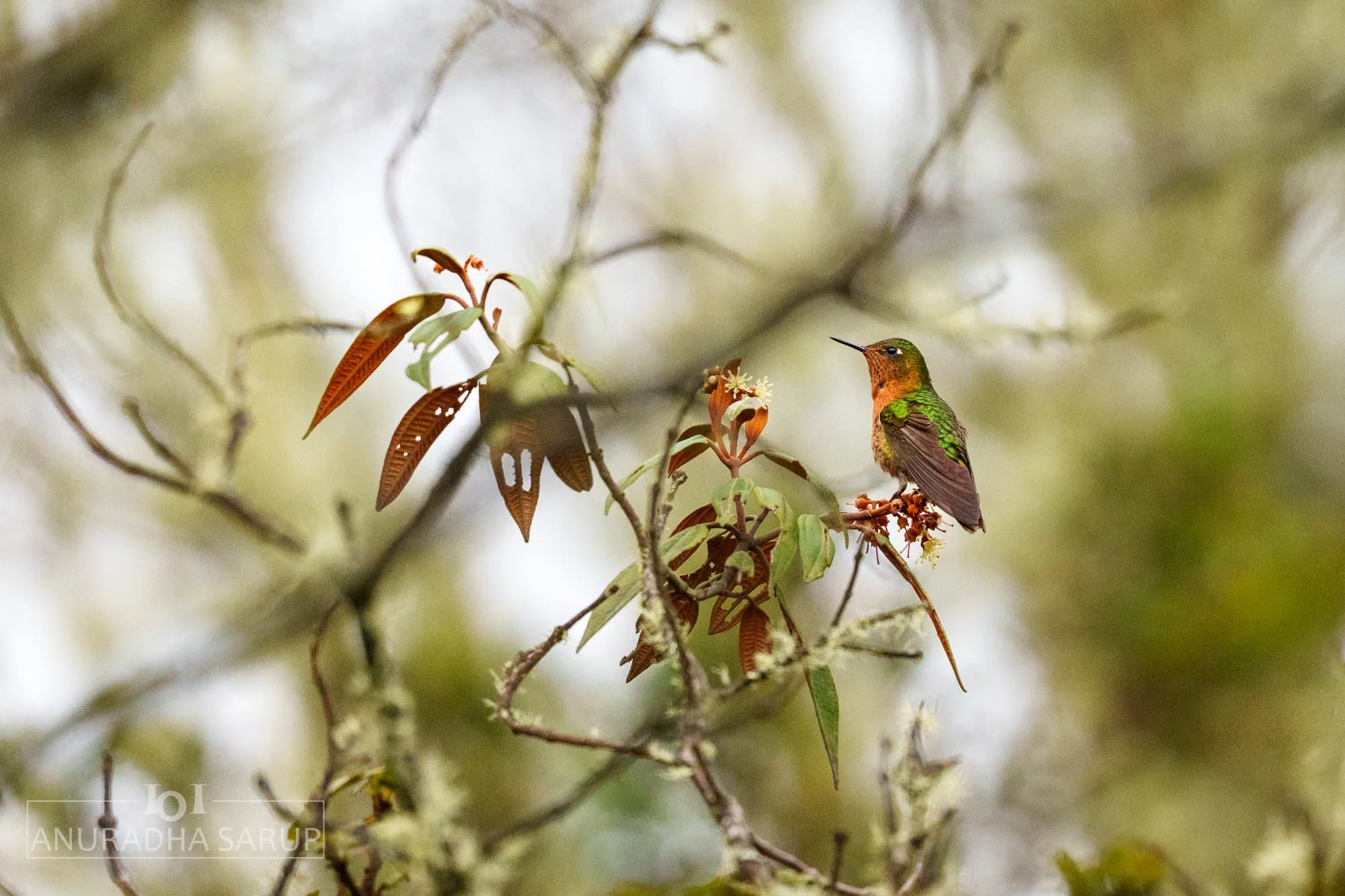 Tyrian metaltail