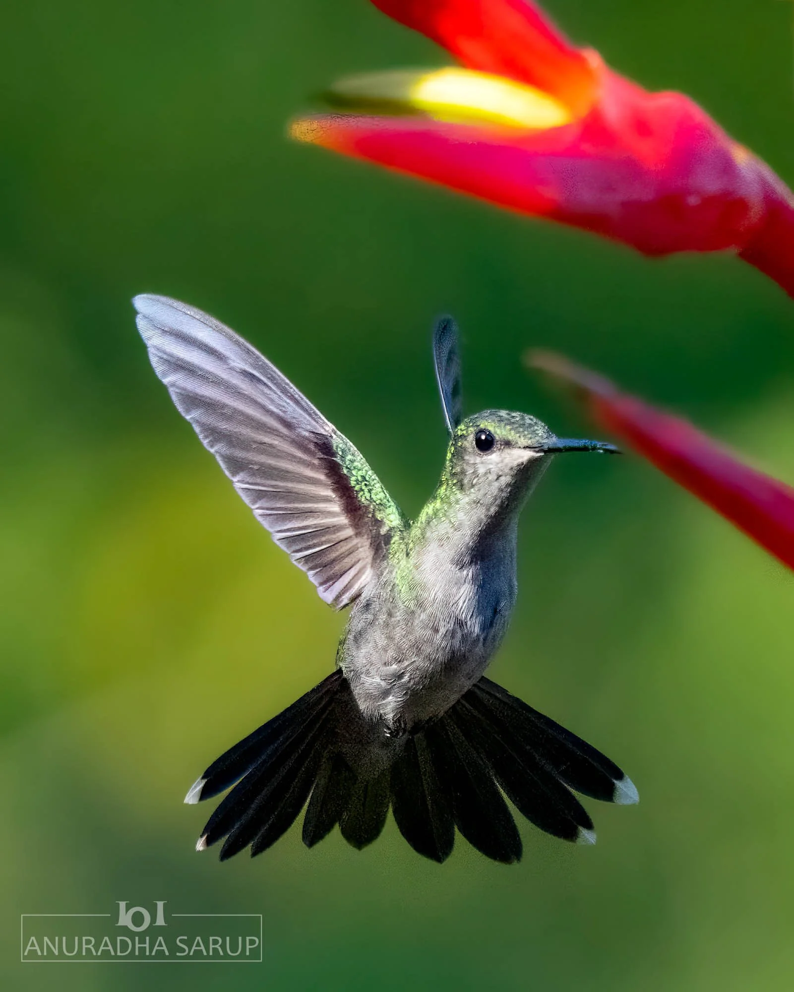 Sombre Hummingbird