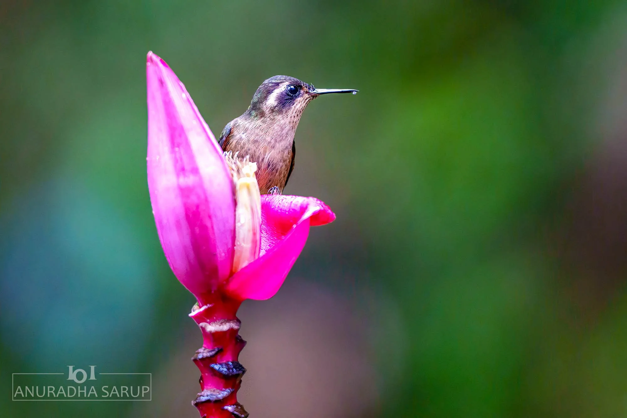 Speckled hummingbird