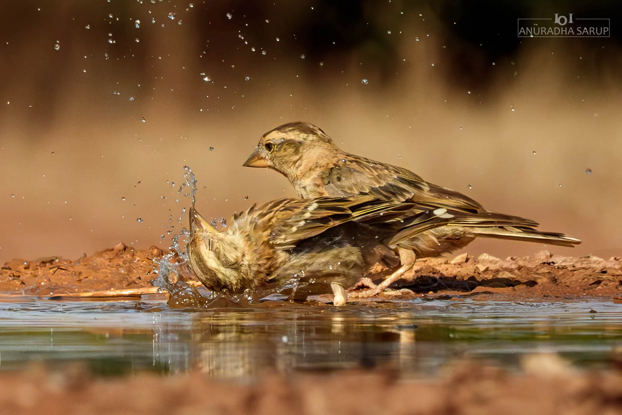Rock Sparrow