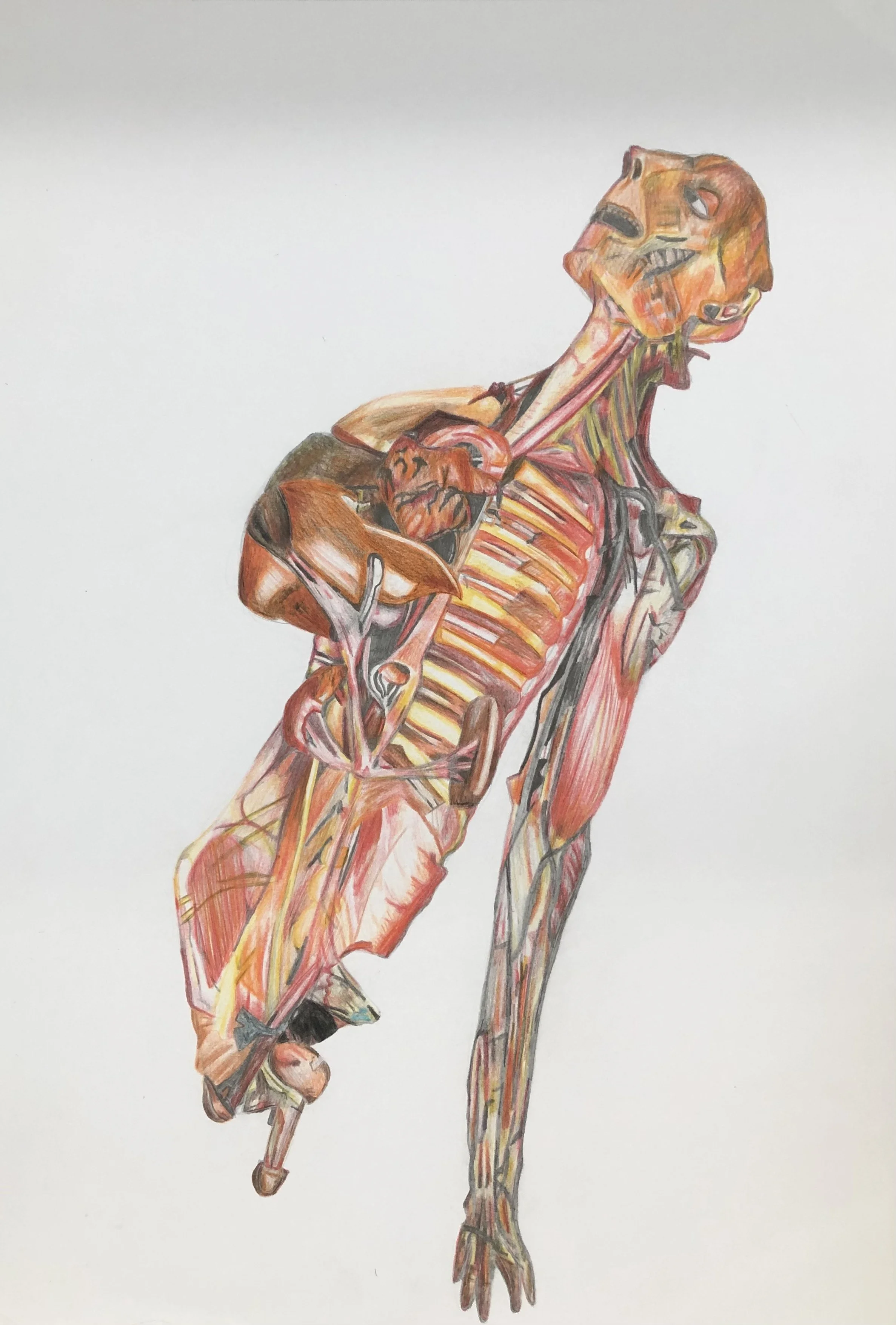 Drawing1_Human Anatomy Study_29.7 x 42cm.jpg