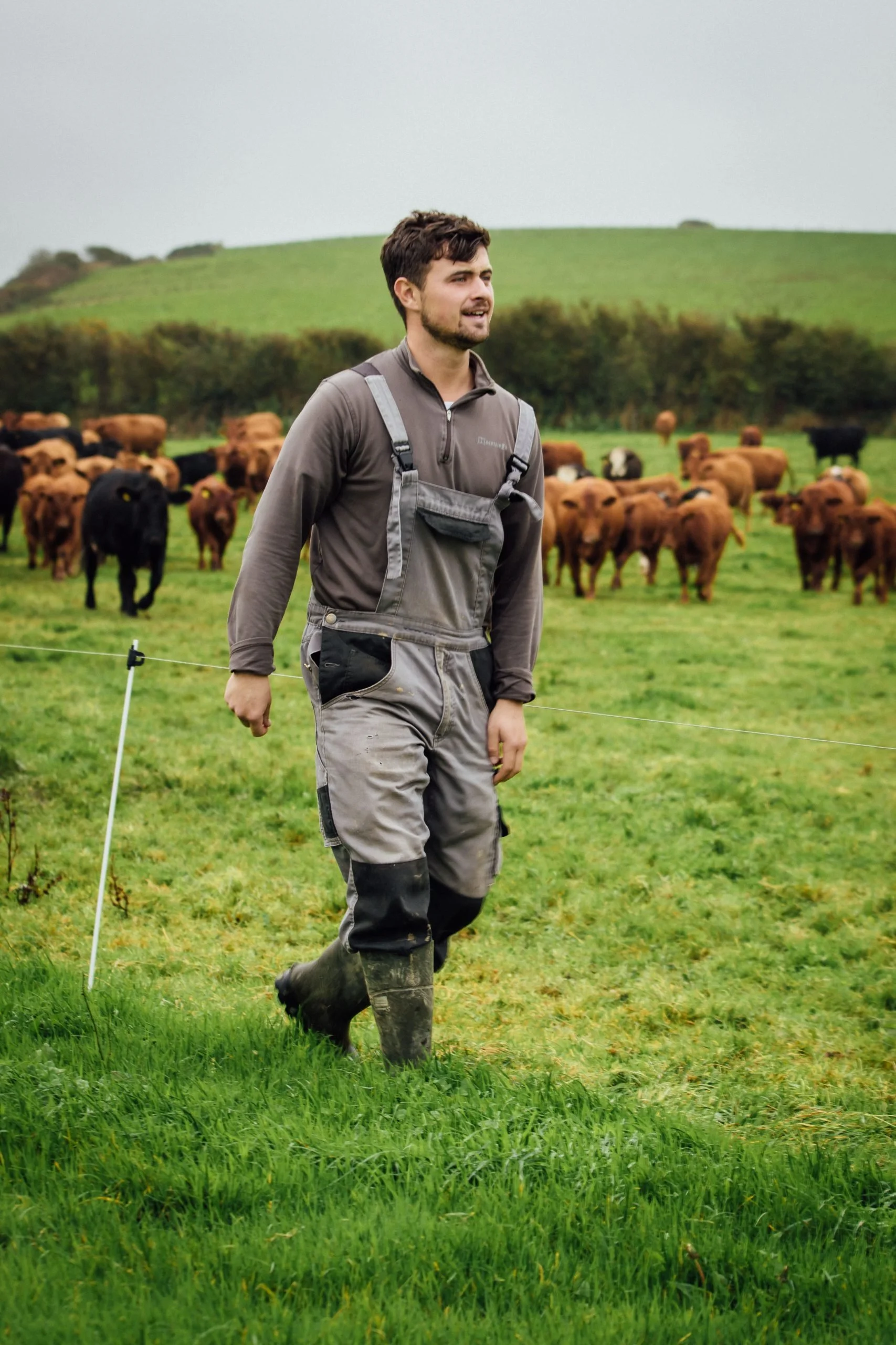 Sam in grass field with cattle behind electric fence