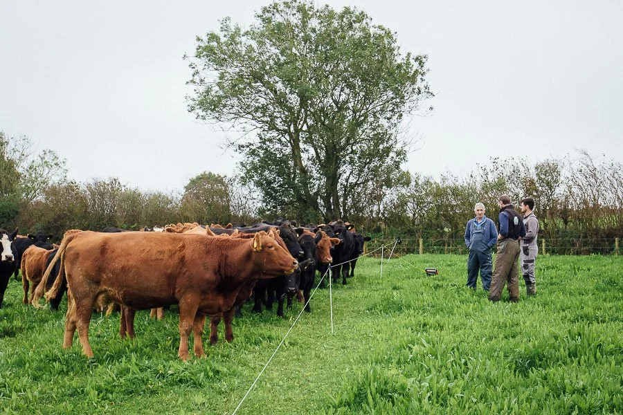 James, Mike &amp; Sam in grass field with cattle behind electric fence