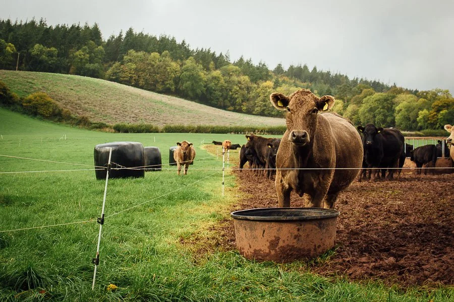Cattle in electric fenced paddock with Kiwitech Drag Trough