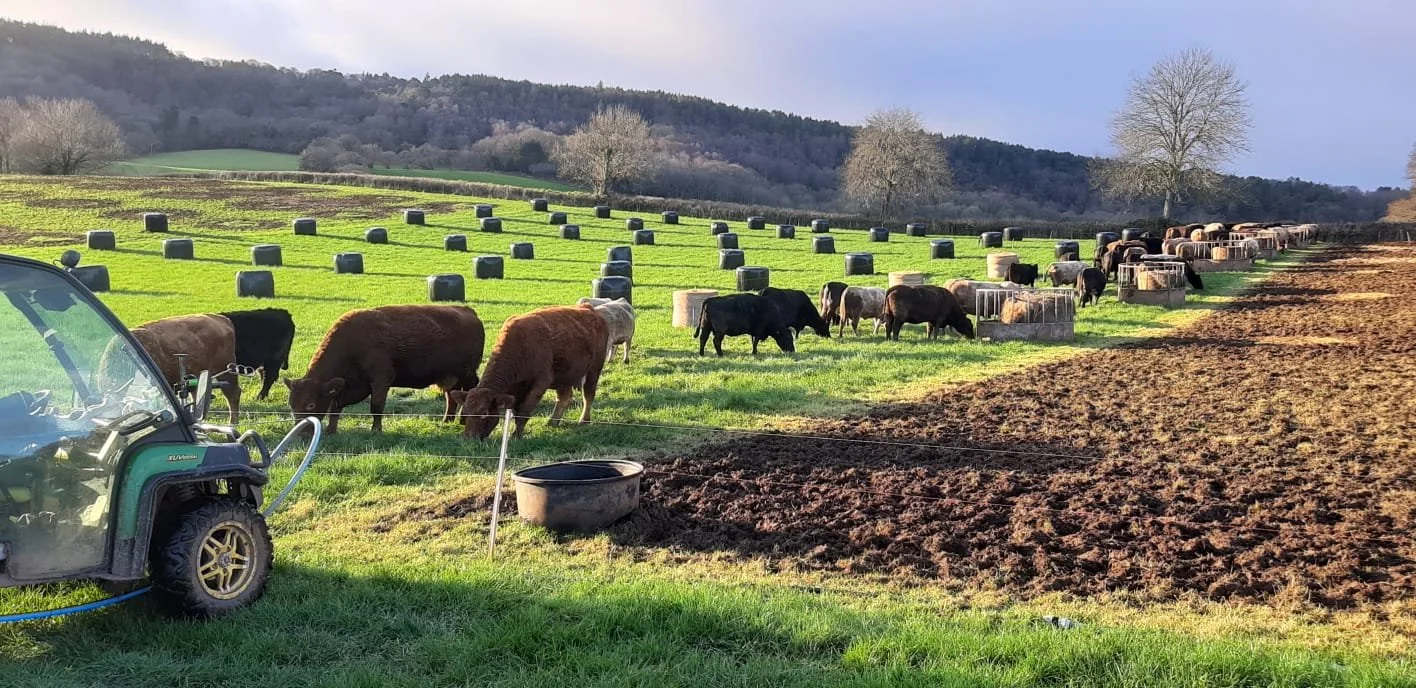 Cattle in paddocks bale grazing 