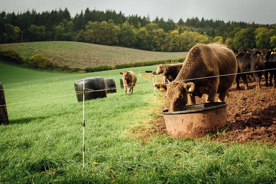 Cow drinking from Kiwitech Drag Trough in paddock next to bale for grazing
