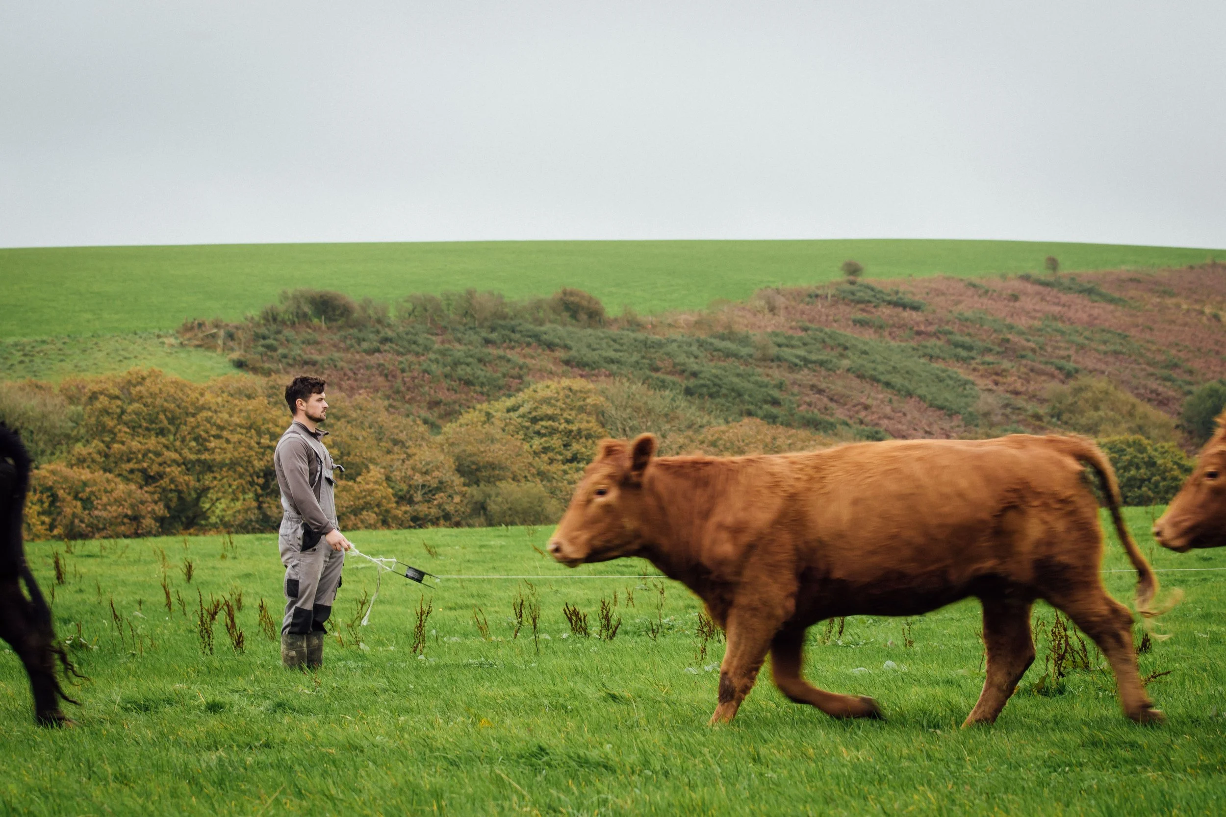 Sam in grass field with cattle